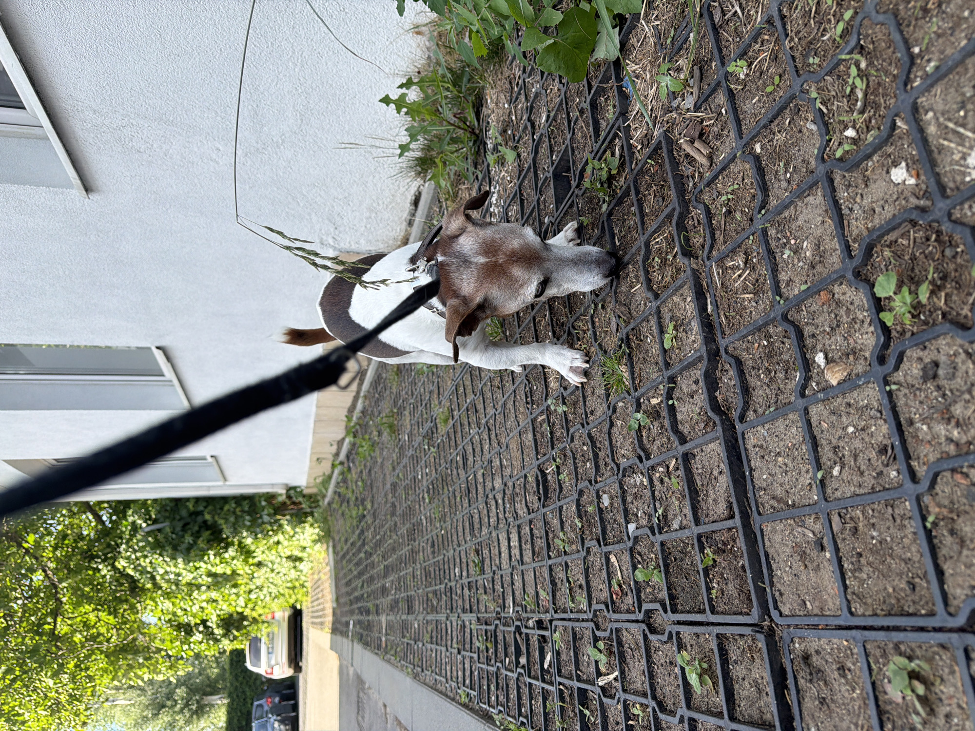 A tan and white Jack Russell Terrier on a black leash is sniffing the ground on a textured, grid-like paving stone surface. The dog is facing downwards, its head lowered to the ground, and its ears are perked forward. The paving stones are filled with soil and small green plants. To the right of the dog, there is a white stucco wall of a building and some green foliage. In the background, a white car and a dark grey car are parked on a paved surface, with a lush green tree to the left of the cars. The scene is outdoors, likely in an urban or suburban environment.