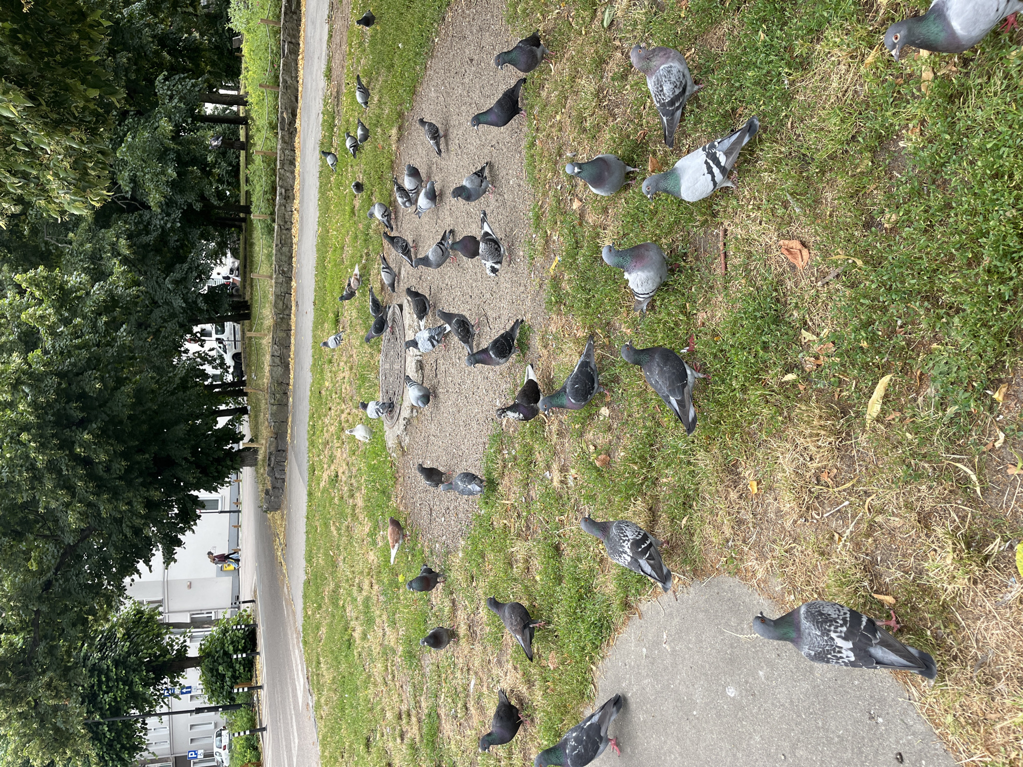 This media file captures a scene in Gdańsk, Poland, featuring a flock of pigeons on a grassy area adjacent to a paved path. The subjects are primarily pigeons, with a few humans visible in the background.
The setting appears to be a park or urban green space, with mature trees framing the background. In the distance, buildings are visible, suggesting an urban environment. The time of day is not explicitly clear, but the lighting suggests it is daytime with ample sunlight. The weather appears to be pleasant, with green grass indicating favorable conditions.
The pigeons are scattered across the grass and the path, some pecking at the ground, suggesting they are foraging for food. Their activity is the main focus, creating a dynamic scene of movement and interaction among the birds.
Notable details include the variety of pigeon plumage, from grey and white to darker shades. The paved path shows some wear, and there are fallen leaves and twigs scattered on the ground, adding to the natural feel of the setting. In the background, two people are walking along the path, seemingly unconcerned by the pigeons. A white van is parked in the distance, and some residential buildings are visible behind the trees.
There is no visible text in the media file. The overall impression is a tranquil, everyday scene in an urban park, enlivened by the presence of numerous pigeons.
