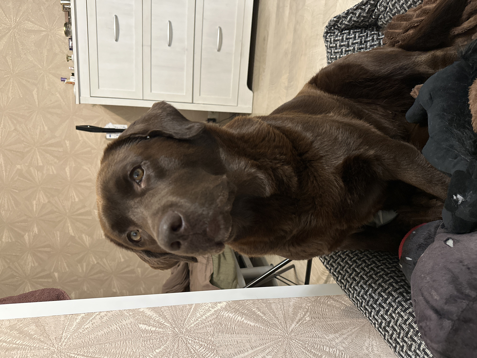 A chocolate Labrador Retriever dog is sitting in its bed, which is placed on a wooden floor. The dog is facing the viewer, with its head tilted slightly to the left and its eyes looking upwards. The dog's fur is dark brown and appears shiny. The bed has a black and white patterned fabric and a brown fuzzy blanket is also visible. In the background, there is a white dresser with several drawers and a patterned wallpaper on the wall. To the left of the dresser, a portion of a bed or couch is visible, with a dark brown blanket on it. The lighting in the room appears to be artificial, casting a warm glow.