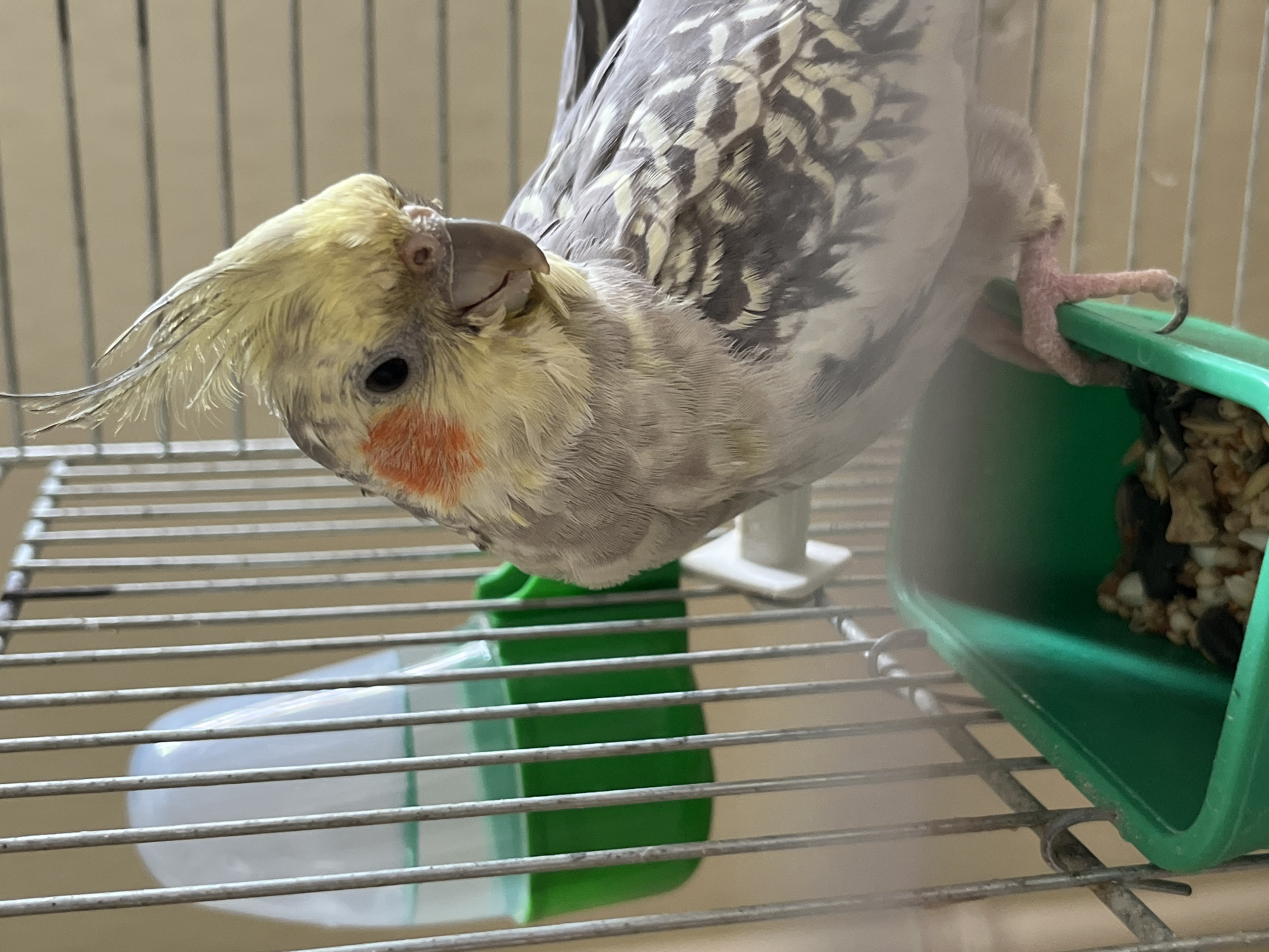 A cockatiel is perched in a cage, its body mostly facing away from the camera and its head turned to look down and to the right. The bird has a yellow crest and cheeks with orange markings. Its body is gray and white with intricate feather patterns. The bird's pink feet grip the edge of a green food dish, which contains a mixture of seeds and other food items. To the left, a white and green water dispenser is attached to the cage bars. The background consists of beige cage bars and a wall. The image does not provide any information about its location in Ivanteyevka, Russia.