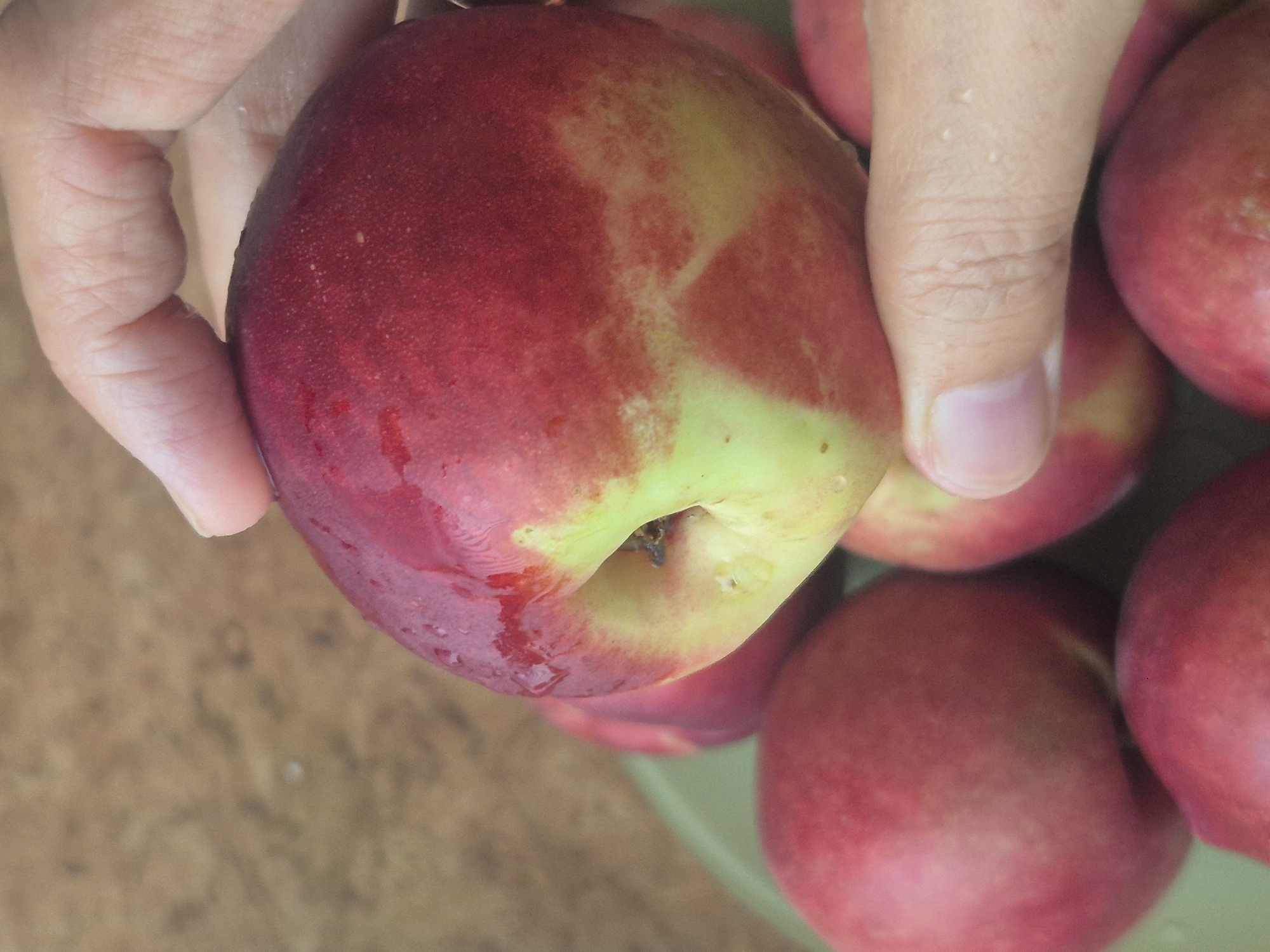 In a close-up, overhead shot, a hand holds a red and yellow nectarine that is glistening with water droplets. The nectarine is positioned in the center of the frame, with the thumb and forefinger of the hand gently supporting it. The background is a blurred brown surface, possibly wood or dirt. In the lower portion of the image, several other nectarines are visible, some of which are partially submerged in a pale green bowl. The overall impression is one of freshness and natural abundance. This image does not contain any information about the city of Kokshetau, Kazakhstan.