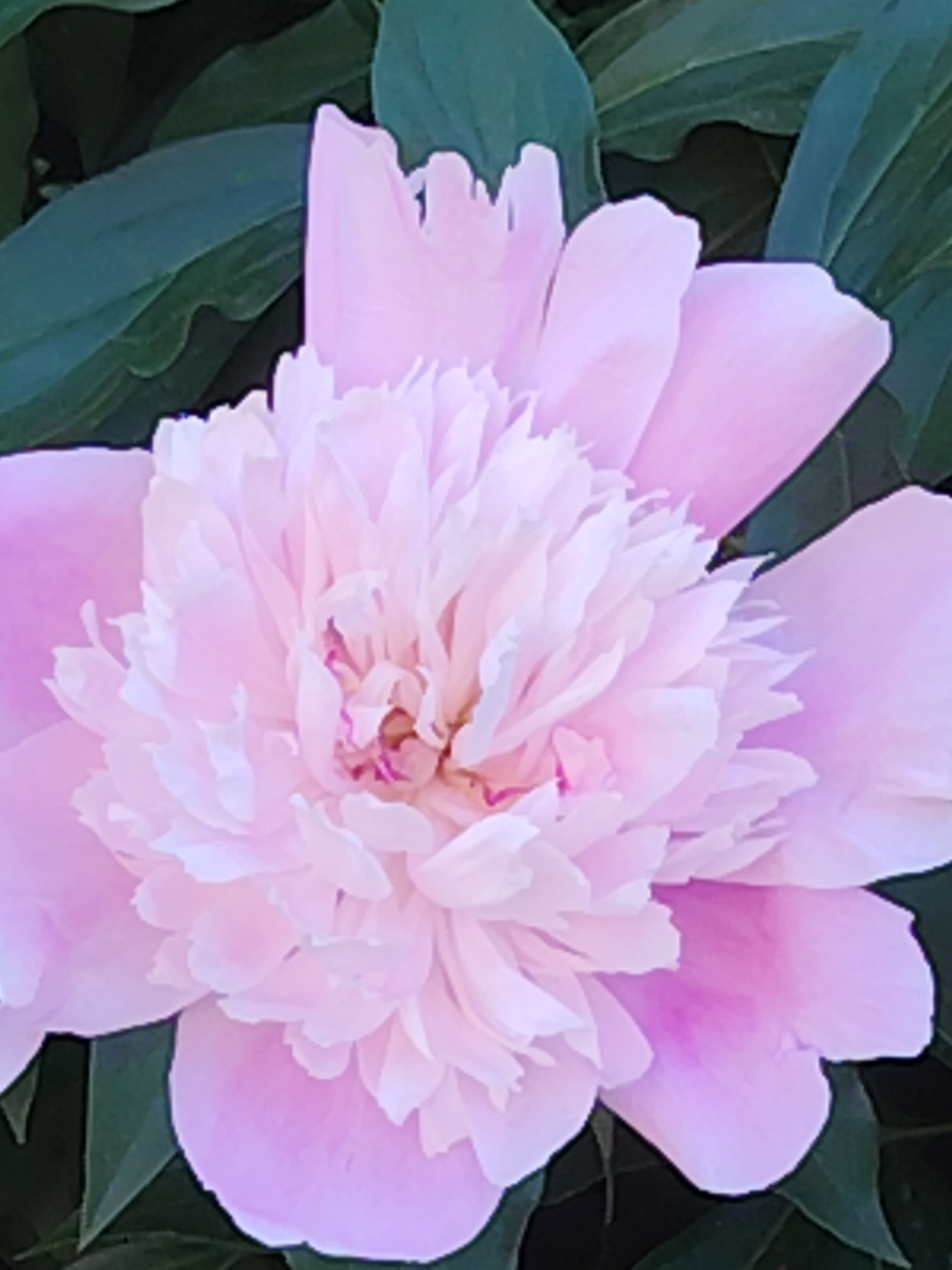 A close-up, vertical, overhead shot shows a light pink peony bloom against a dark green leafy background. The flower's petals are ruffled and layered, with some darker pink tones visible in the center. The dark green leaves of the peony plant are out of focus behind the bloom. The image is taken in an outdoor, garden setting.