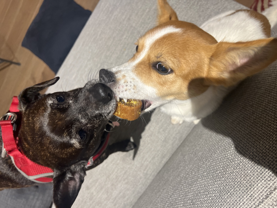 Two dogs are playing tug-of-war with a treat. The dog on the left is black and brindle with a red harness. The dog on the right is tan and white. They are both biting down on a small, yellow-brown cube-shaped treat. The dogs are sitting on a gray couch. A dark blue pillow is visible in the background.