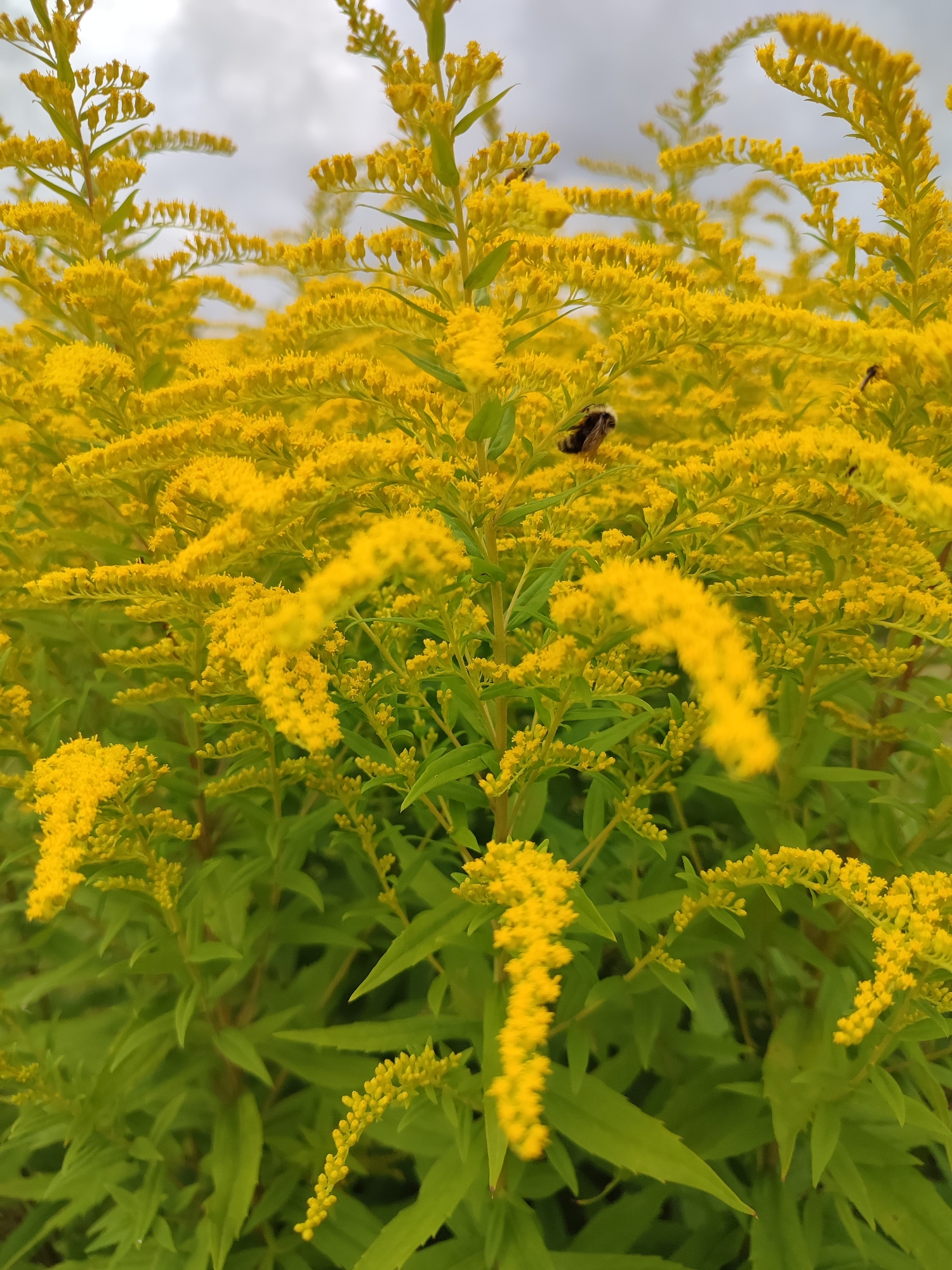 The image shows a close-up, eye-level view of a dense patch of bright yellow goldenrod flowers in Murino, Russia. The flowers are in full bloom and are arranged in tall, branching clusters. Interspersed among the yellow blossoms are green, elongated leaves. In the upper center of the frame, a bee with black and yellow markings is visible on one of the flower stalks, actively foraging. The background is blurred, showing a cloudy, pale sky and hints of more goldenrod plants. The overall impression is of a vibrant, natural scene, likely an outdoor area within Murino.