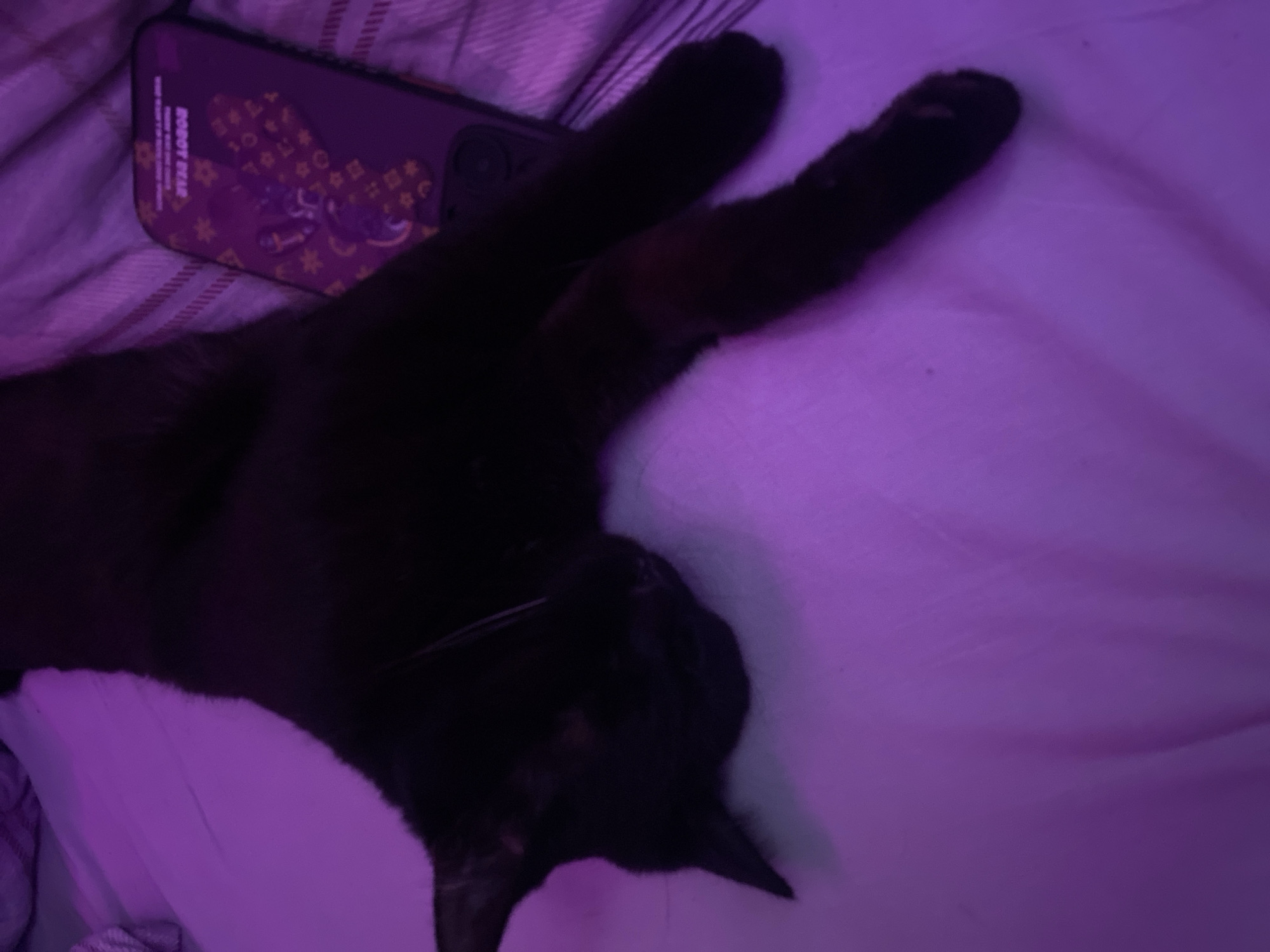 A black cat is sleeping on a bed with purple lighting. The cat is lying on its side with its paws outstretched. A cell phone with a decorative case is lying next to the cat. The background is a wrinkled, light-colored bedsheet. The image does not contain any elements indicating it was taken in Izhevsk, Russia.