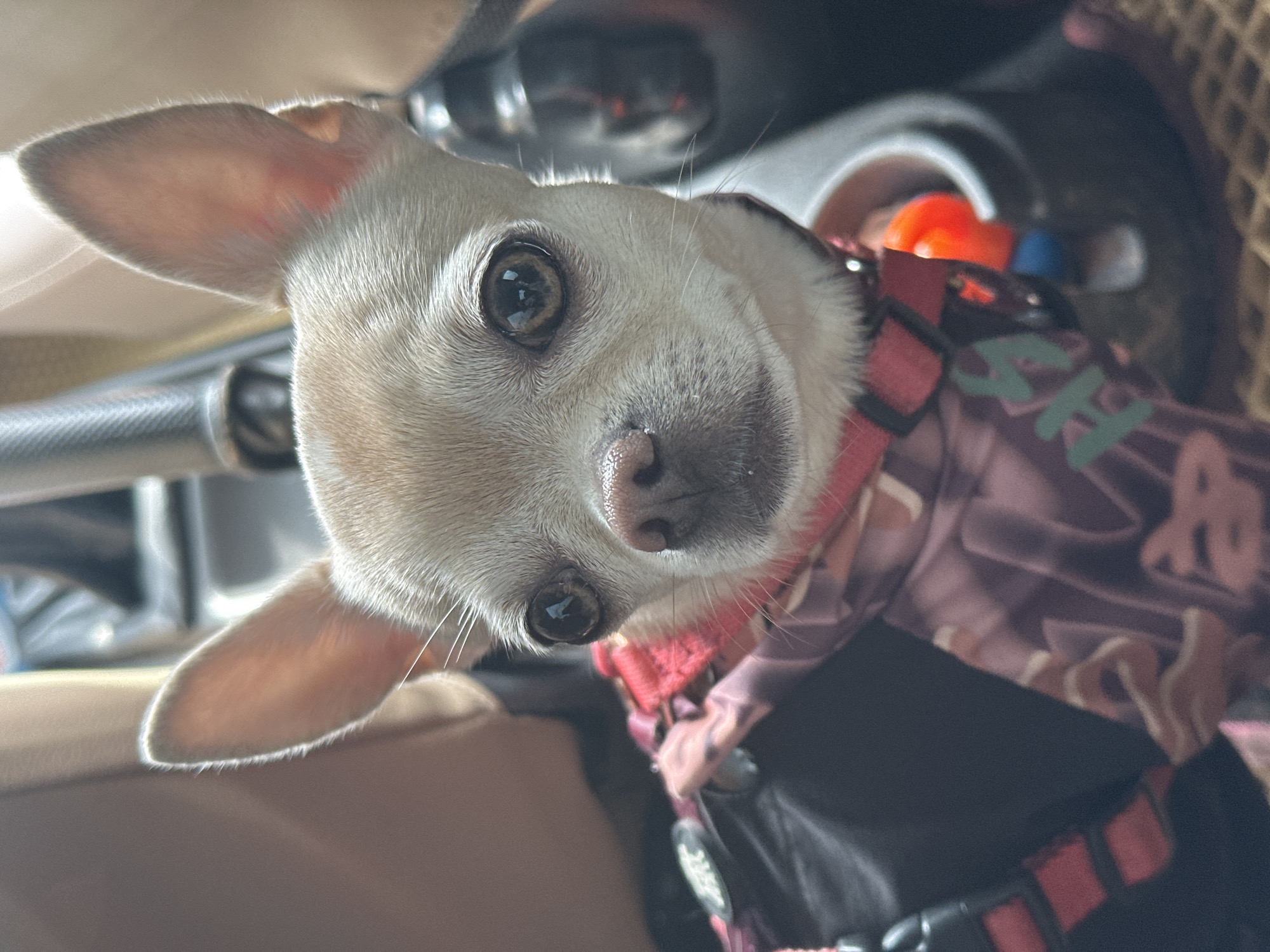 A tan Chihuahua wearing a red harness and a maroon patterned coat is tilted toward the camera. The dog's head is angled, with its large ears and brown eyes prominent. A vehicle's dashboard and steering wheel are visible in the background. The location cannot be determined from the provided image.