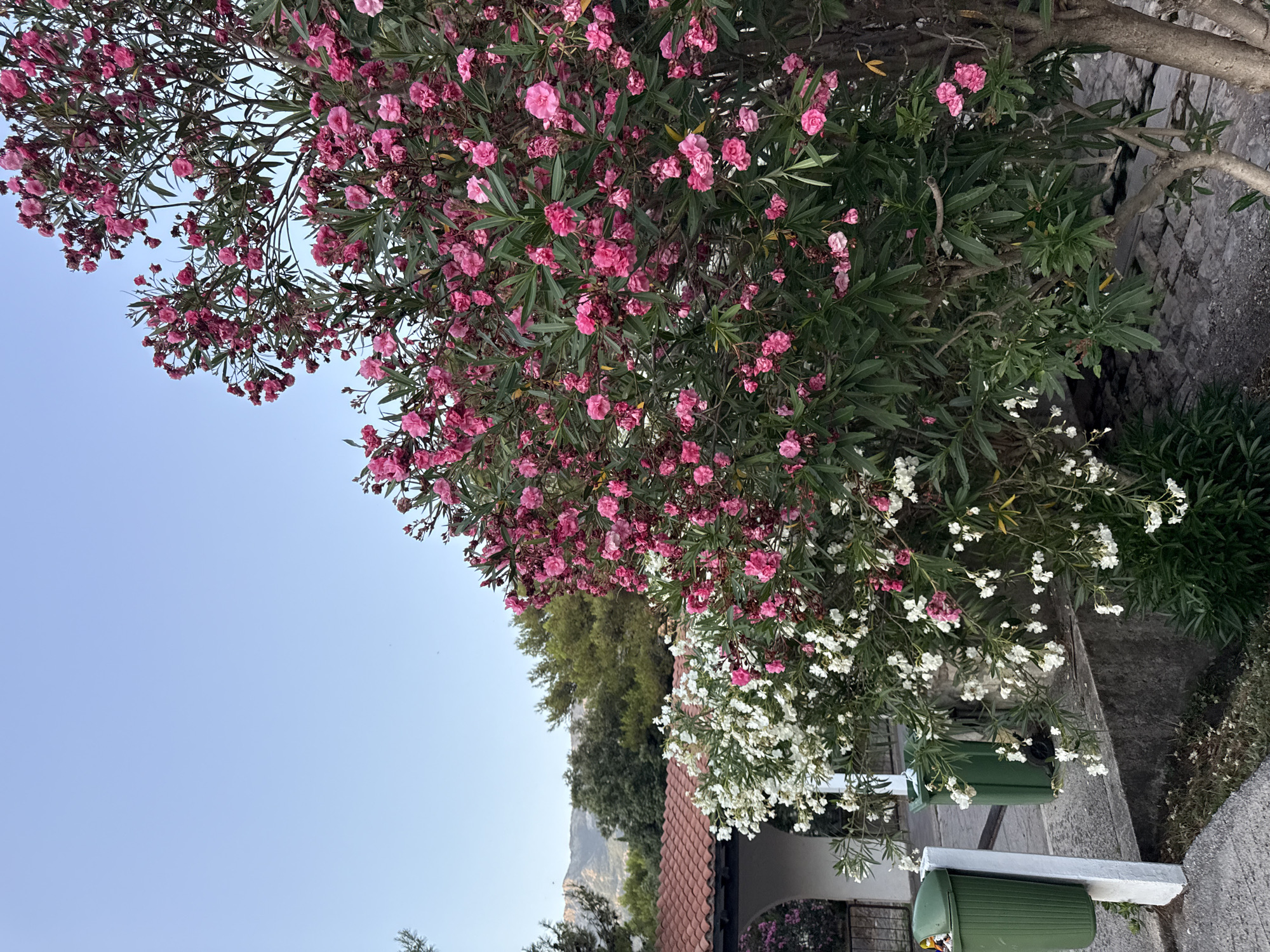 The image shows a close-up view of a vibrant oleander bush with abundant pink flowers in the foreground. To the left, a building with a red tiled roof is partially visible, along with two green trash cans. In the background, a lush green landscape with trees and mountains under a clear blue sky completes the scene. The image was taken in Budva, Montenegro.
