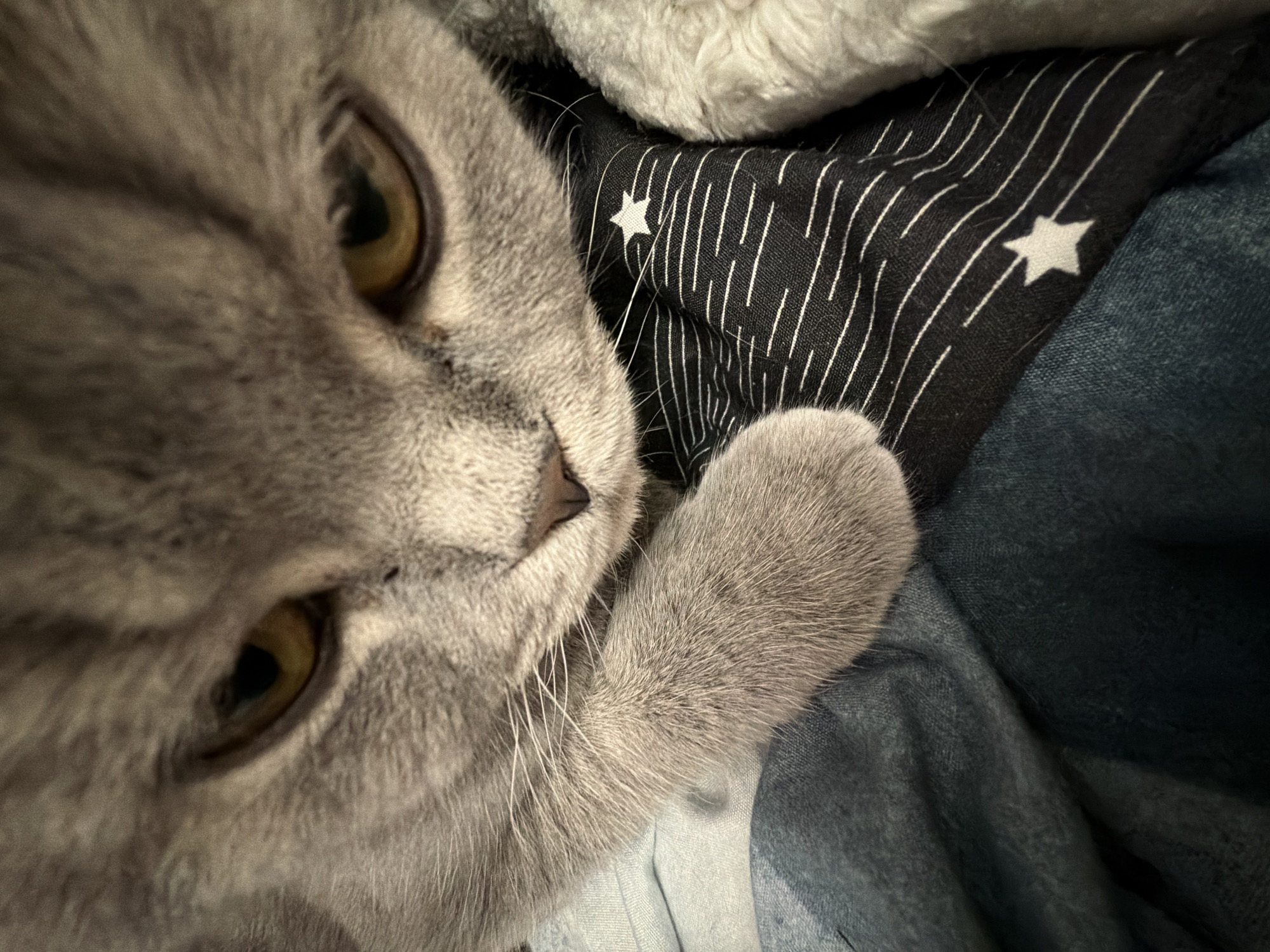 A close-up, high-angle shot focuses on a grey cat with amber eyes. The cat's head and front paw are in the foreground. The background is composed of various fabrics: a black and white striped fabric with star patterns, a denim-like material, and a light grey, fluffy fabric. The cat appears to be nestled among these textiles. There is no indication of this image being in the city of Perm, Russia.