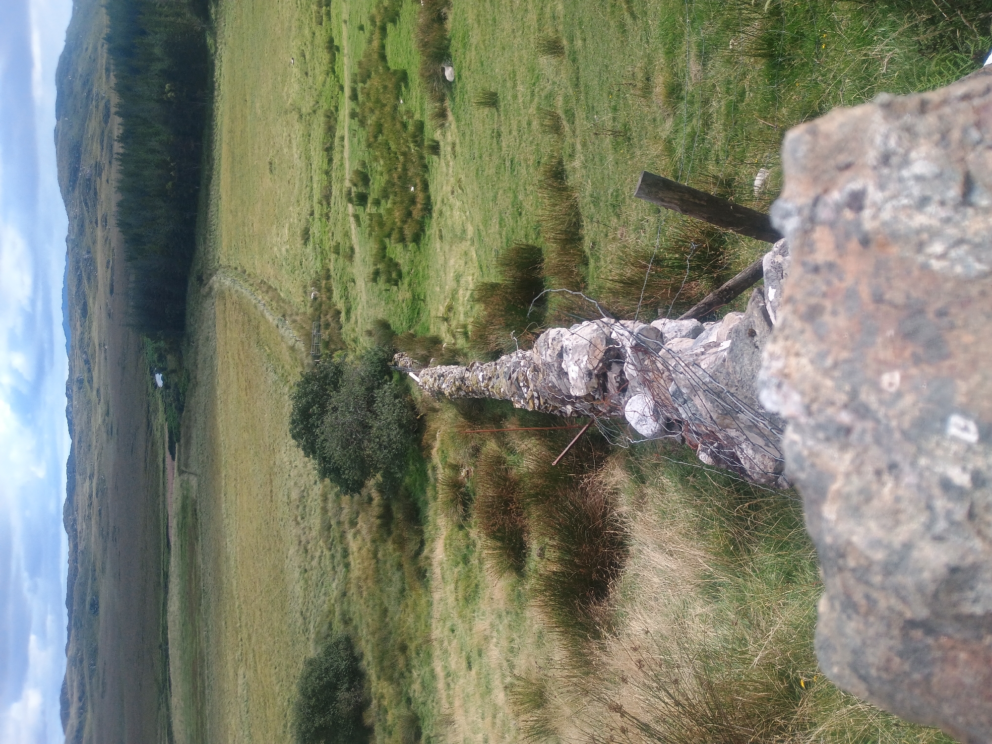 An overhead, eye-level medium shot captures a rugged, stone-and-wire fence running diagonally from the bottom right to the center left of the frame. The fence is built from rough, irregular stones and is reinforced with wire mesh and rusty metal poles. In the foreground, a large, blurry, greyish-brown stone is partially visible, dominating the bottom of the image.
Beyond the fence, the landscape is a rolling expanse of green fields dotted with clumps of dry, brown grasses and small, dark green shrubs. A narrow, winding dirt path is visible in the middle ground, leading towards a dense line of dark green pine trees. Further in the distance, rolling hills with a hazy, muted green hue are visible under a cloudy sky. A small, distant white building can be seen near the treeline. A single white sheep is lying down in the field to the right of the fence. The overall scene depicts a remote, rural landscape.