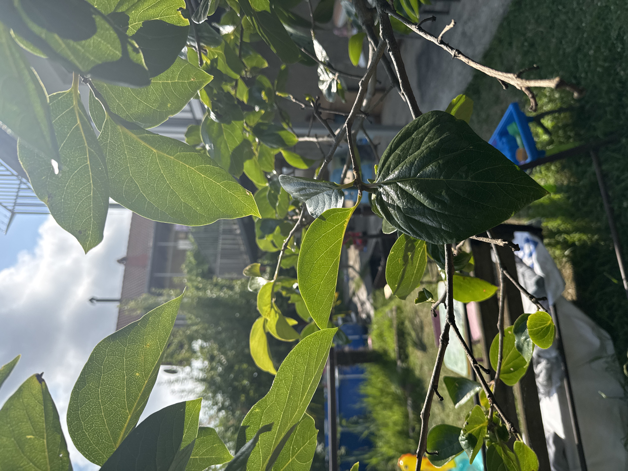 The image is a close-up shot of green leaves and branches of a tree, set against a blurred background of a backyard. The leaves are backlit by the sun, highlighting their veins and creating a luminous effect. In the background, a green lawn, a fence, and some objects like a blue plastic toy and white bags are visible. The overall scene suggests a sunny day in a residential area. The perspective is from below, looking up through the foliage. The lighting indicates it's likely daytime, possibly late afternoon due to the warm tones and shadows. There is no discernible text in the image.
