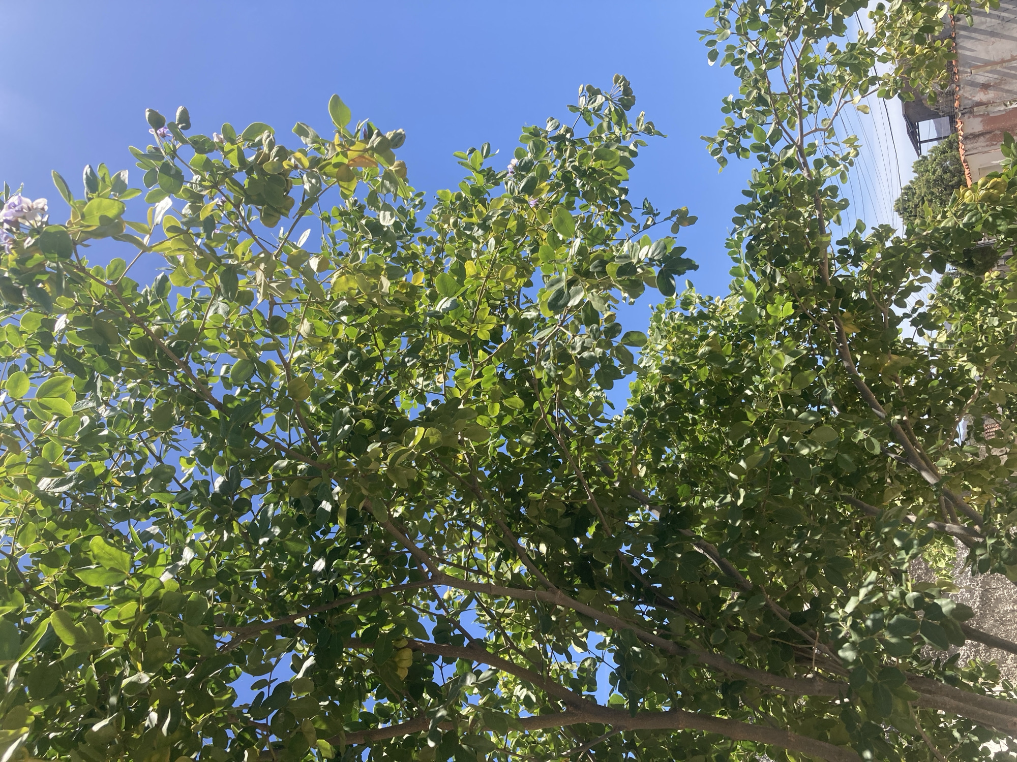 The image shows a view looking up into a tree canopy against a bright blue sky. The tree has dense green foliage. Bare branches are visible through the leaves. In the upper right of the image, a portion of a building with a light-colored wall and a grey roof is visible. Power lines are also visible. The image was taken in Juan Griego, Venezuela.
