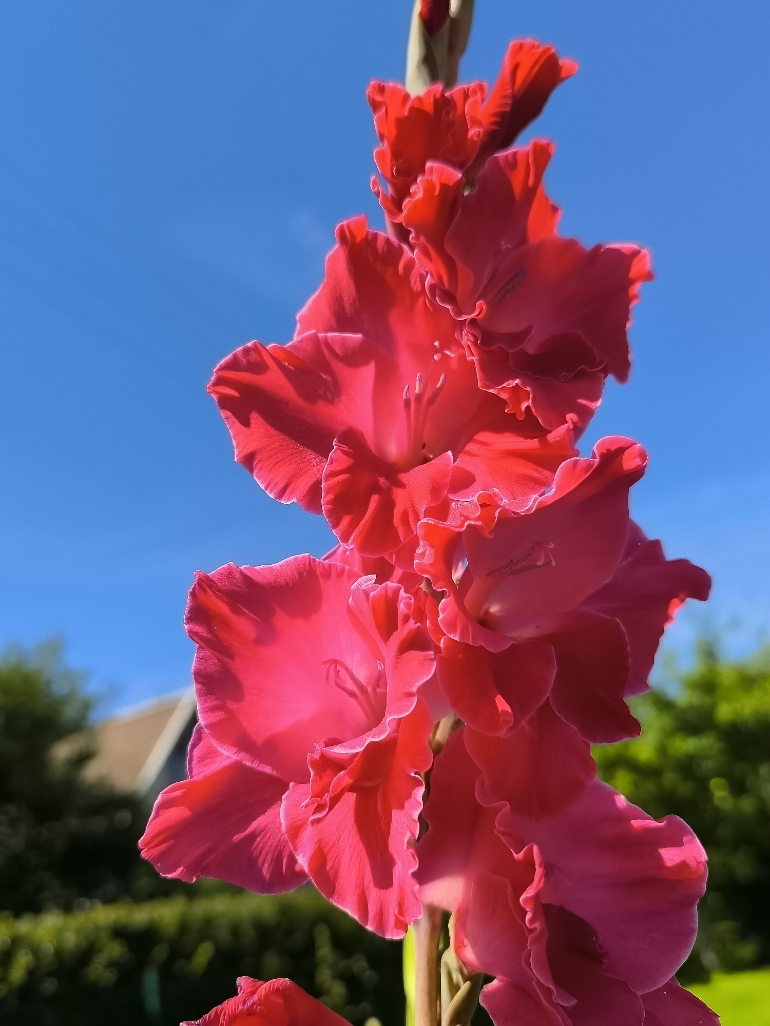 A vertical, close-up shot captures a vibrant pink gladiolus flower against a bright blue sky. The flower's petals are ruffled and detailed, with sunlight illuminating their texture. In the background, out of focus, are lush green trees and the roof of a building, suggesting a residential area. The scene appears to be outdoors on a sunny day. The location is identified as Dercekliai, Lithuania. There are no people or animals visible in the image.