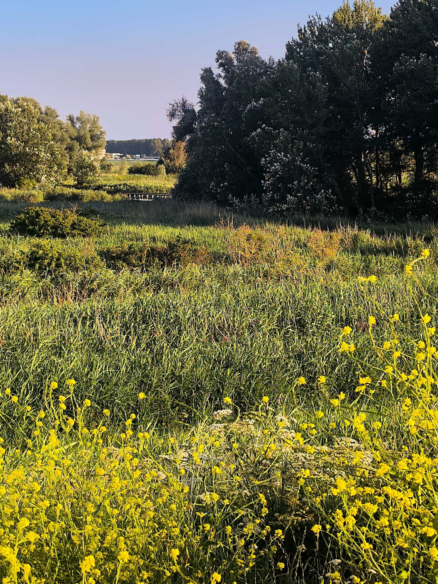 This is a photograph of a rural landscape in the Netherlands, likely in the vicinity of Almere, given the characteristic flat terrain and waterways. The image captures a sunlit meadow teeming with tall green grass and dotted with small yellow wildflowers in the foreground. In the middle ground, the grass continues, with patches of dried reeds and scattered bushes. Beyond this, a line of trees forms a dark green backdrop, with some lighter foliage interspersed. Further in the distance, beyond a subtle waterway, are some buildings and a clear, pale blue sky. The scene is tranquil and natural, devoid of any human presence or activity.