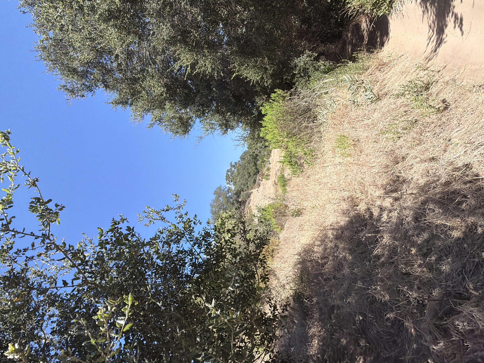 The image depicts a hiking trail winding through a dry, grassy hillside in Aliso Viejo, California. The trail is made of dirt and is partially shaded by trees. The vegetation is predominantly dry, golden grass, with scattered green bushes and larger trees with dark green foliage framing the scene. The sky is a clear, bright blue. The perspective suggests the photo was taken from a low angle, looking up a gentle incline along the trail. The overall environment is natural and appears to be a park or open space area typical of Southern California.