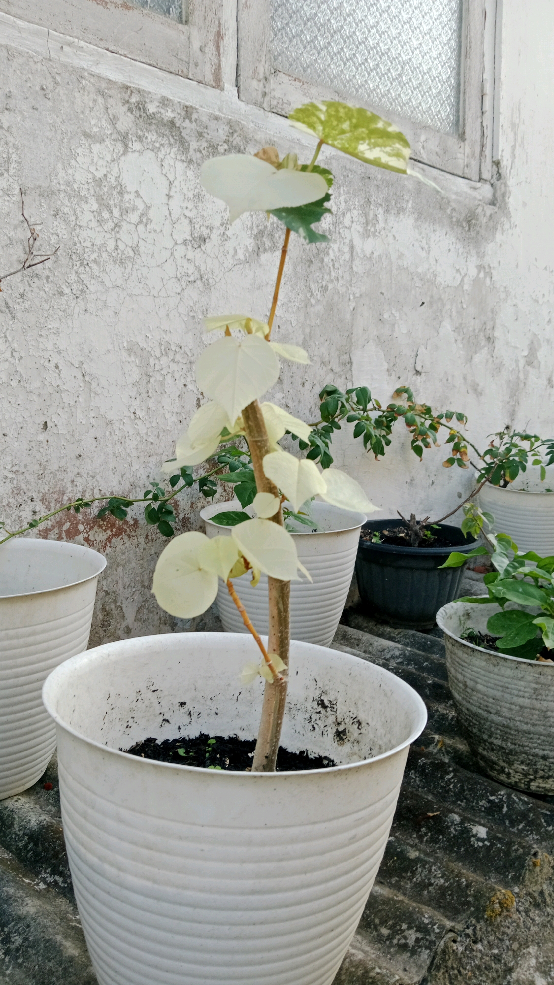 The image shows a potted plant with pale white leaves and a stem with a slightly reddish hue. The plant is in a large white pot, which is placed on a dark, textured surface, possibly a roof. In the background, there is a rough, weathered wall with a window frame that appears to be white and a window with patterned glass. Several other potted plants are visible behind the main subject, including one with green leaves in a dark pot and another with green leaves in a white pot. The overall scene suggests an outdoor setting, likely a backyard or balcony in a residential area. The image composition focuses on the plant in the foreground, with the background elements providing context to the environment. No people or animals are present in the image.