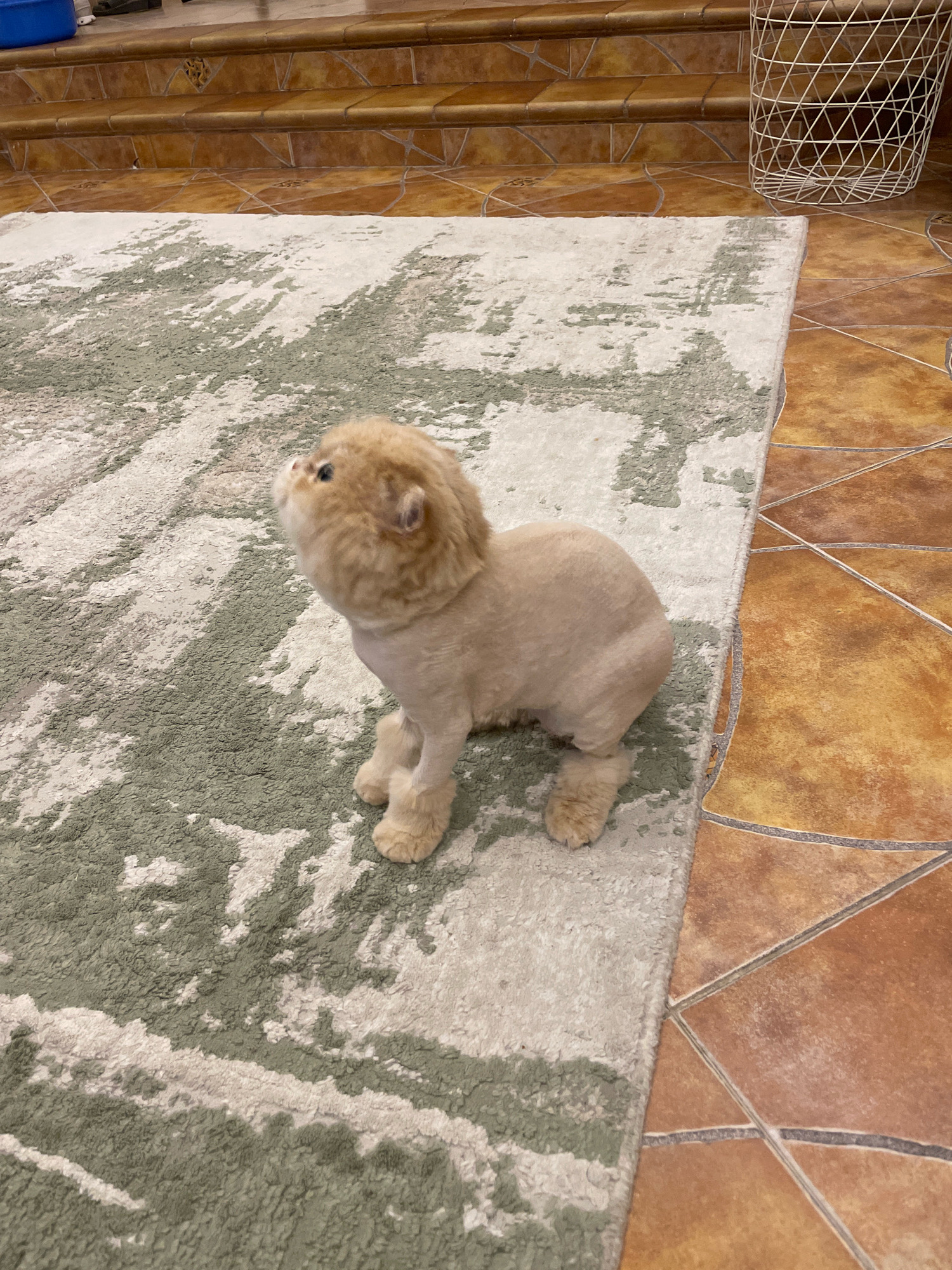 A light brown dog with a lion's mane haircut sits on a rug in a home in Umm Al Quwain, United Arab Emirates. The dog is facing upwards and to the left, with its head tilted. The rug has a modern abstract pattern with shades of white and green. To the right of the rug is a tiled floor with reddish-brown square tiles. In the background, there are steps leading up, possibly to another level of the house, and a white wire basket is visible near the top right corner.