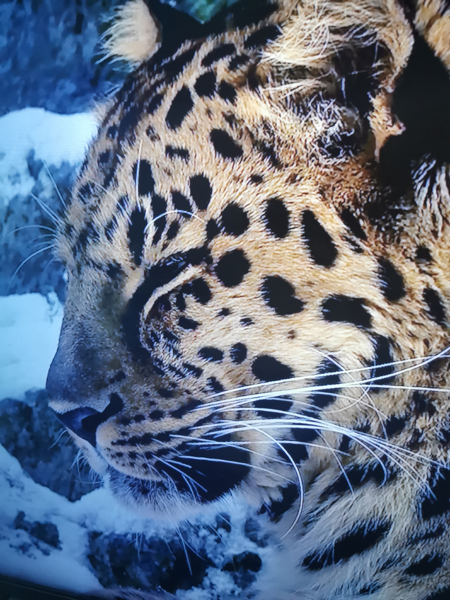 This media file is a close-up photograph of a leopard's head, likely taken in an outdoor setting with a cool, blue-toned background suggesting a snowy or icy environment. The leopard is facing to the left, with its eye closed or partially closed, giving it a serene or resting appearance. Its fur is a characteristic tawny color with distinct black spots, and long, white whiskers are prominent against its face. The background appears to be a blurry, rocky or snowy landscape, with shades of blue and white. There is no visible text in the image. The lighting suggests it could be daytime, but the overall mood is calm and somewhat subdued, fitting for a creature in a cold climate. The focus is entirely on the detailed texture of the leopard's fur and its facial features.