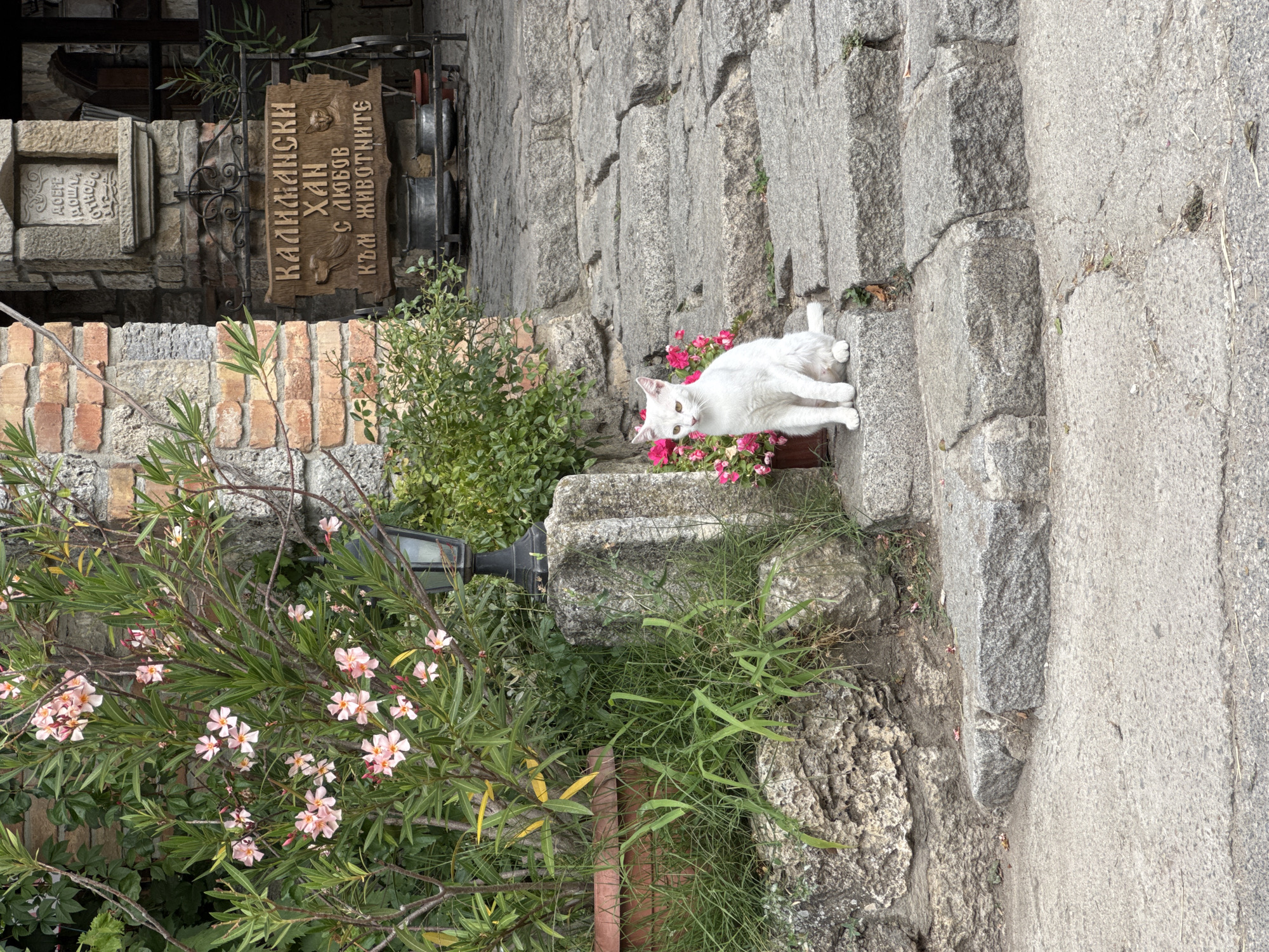 A white cat sits on a stone step in front of a building in Kalimantsi, Bulgaria. The cat is facing left with its front paws together. There are pink flowers in a pot to the left of the cat. The building is made of stone and brick. A sign on the building reads "КАЛИМАНСКИ ХАН". The ground is paved with cobblestones. There is a tree with pink flowers to the left of the building.