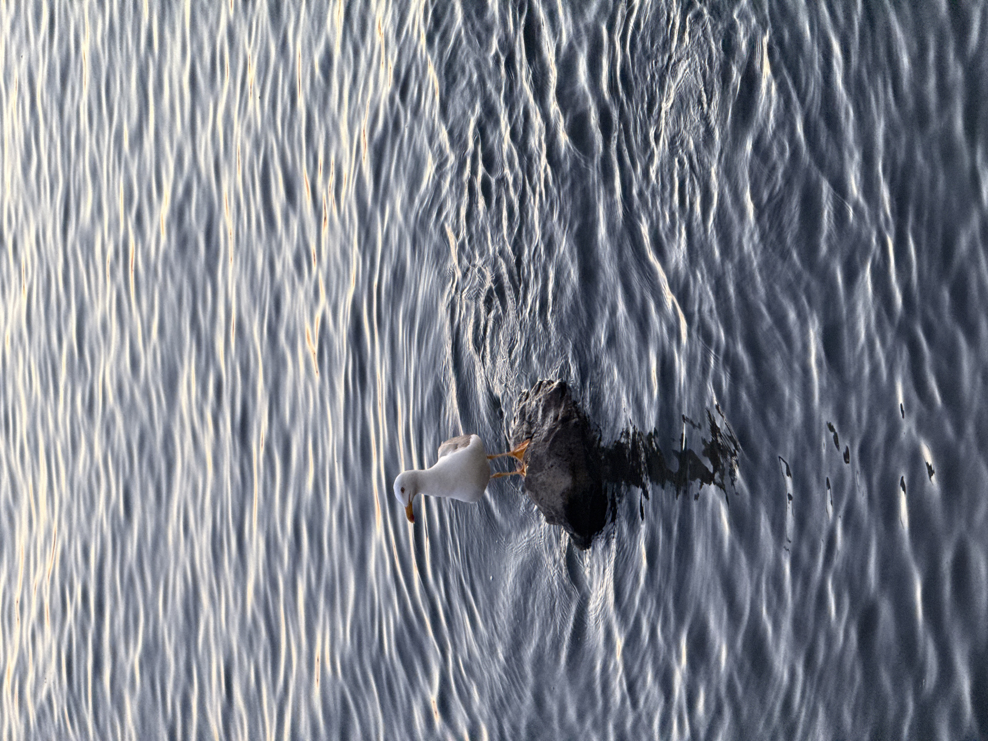 A solitary seagull stands on a dark, weathered rock that is partially submerged in the rippling water of the Burgas Bay in Burgas, Bulgaria. The water reflects the soft, warm light of what appears to be late afternoon or early morning, casting subtle golden highlights across the surface. The seagull, predominantly white with gray wings and an orange beak, is perched upright, facing left with its head slightly turned towards the viewer. Its yellow legs are visible gripping the uneven surface of the rock. The background consists of the textured, undulating surface of the bay, with the distant horizon not visible in the frame. The overall scene is one of quiet solitude and natural beauty.