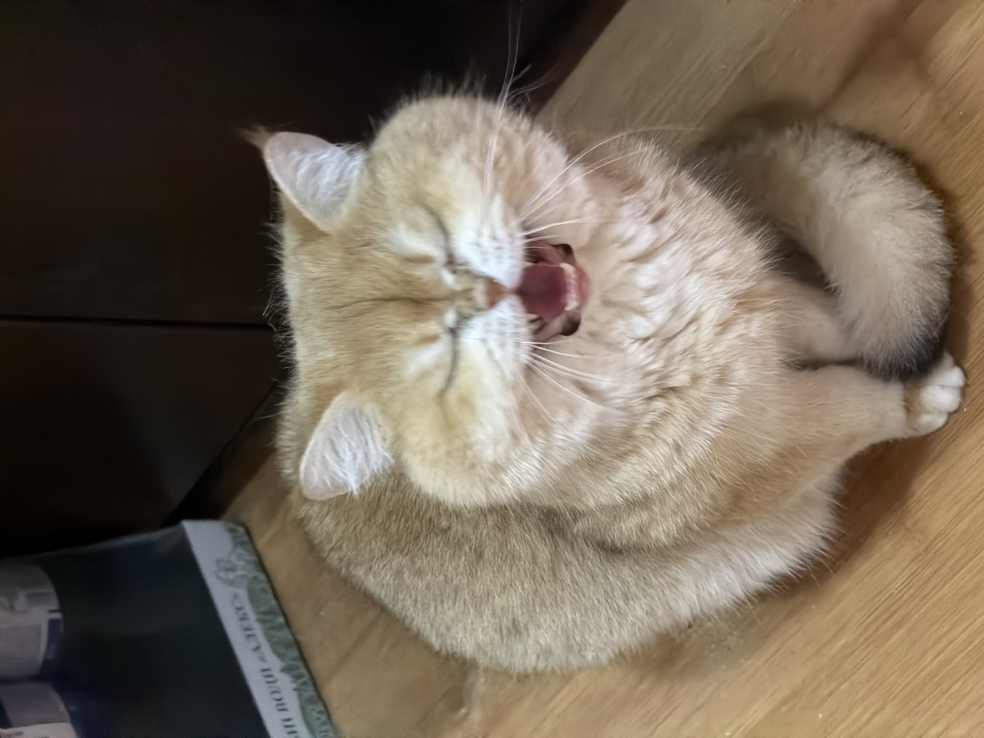 A ginger cat is sitting on a wooden floor, yawning with its mouth wide open. The cat has its eyes closed and its tongue is visible. The background is dark and out of focus. There is a box with some text on it to the left of the cat.