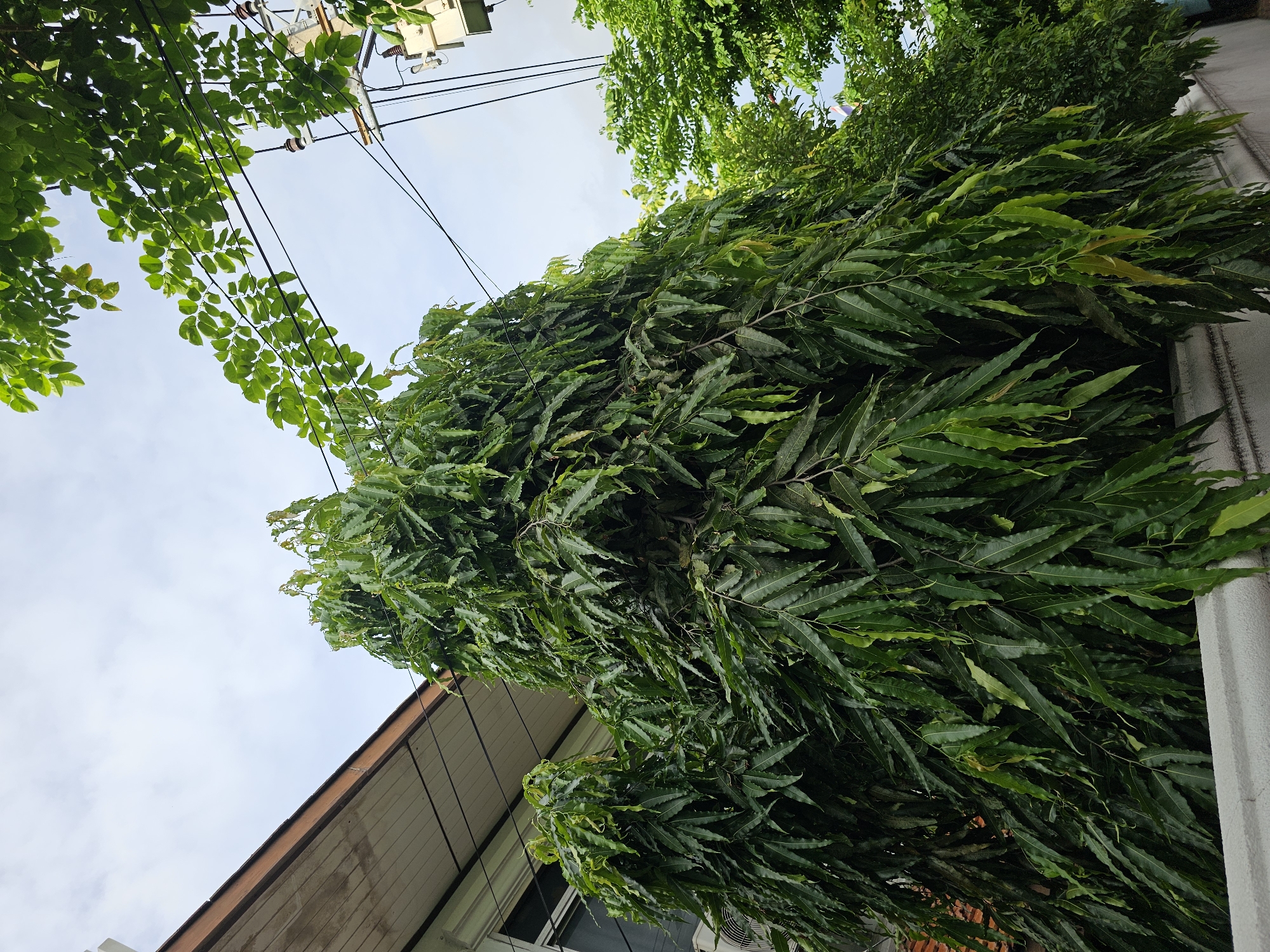 An upward shot shows a large, bushy green tree in front of a building with a white wall in the foreground. The tree has many long, narrow, serrated leaves that hang down. The building appears to be a house or a small apartment complex, with a white, sloped roof and a section of a window visible. Behind the tree, power lines and utility poles are visible against a cloudy sky, indicating an urban or suburban setting. Another smaller tree with lighter green leaves is visible to the right of the larger tree. The scene is likely a street in Bangkok, Thailand, given the architecture and vegetation.