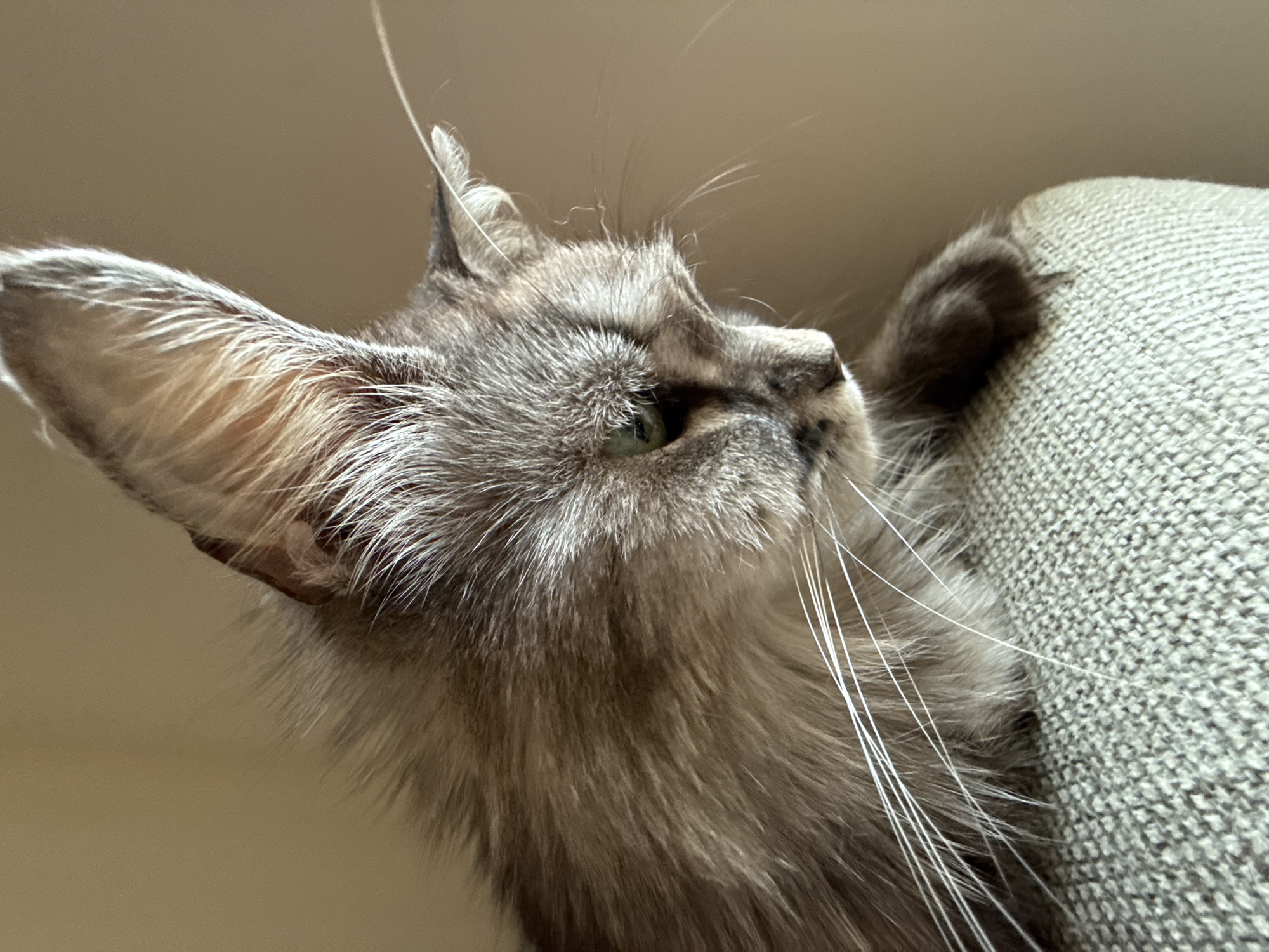 A close-up, side-view, eye-level shot captures a fluffy, gray cat with green eyes looking downwards. The cat is resting on a textured, light-colored surface, possibly a piece of furniture. Its large, pointed ears are adorned with prominent tufts of fur. Long, white whiskers extend outwards from its face. The background is a plain, light brown wall. The lighting suggests it's indoors, possibly near a window, with soft natural light illuminating the scene. The focus is sharp on the cat's face and head, with the rest of its body and the background softly blurred.
