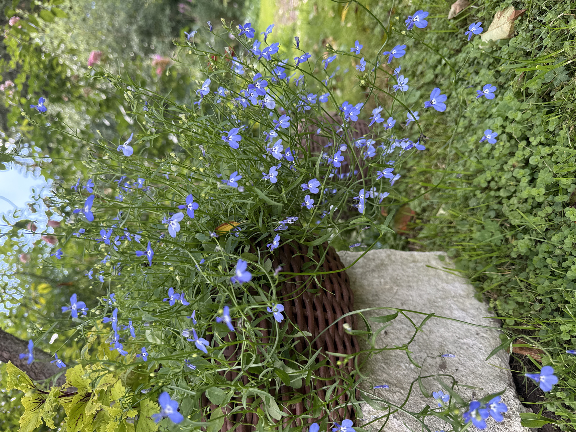 The image depicts a close-up view of a hanging basket filled with numerous small blue flowers, likely lobelia. The basket is a dark brown woven material and is resting on a rough, light-colored stone block. Green foliage, some of which is a vibrant yellow-green, surrounds the flowers. The background is blurred, suggesting a garden setting with trees and other plants, including hints of pink flowers. The ground is covered in green grass and smaller, low-lying green plants. The lighting suggests it is daytime, with soft light filtering through the foliage. The scene appears to be outdoors in a garden or park. The specific location in the city of Mahilyow, Belarus, cannot be determined from the visual information provided in the image. There are no people or animals visible.