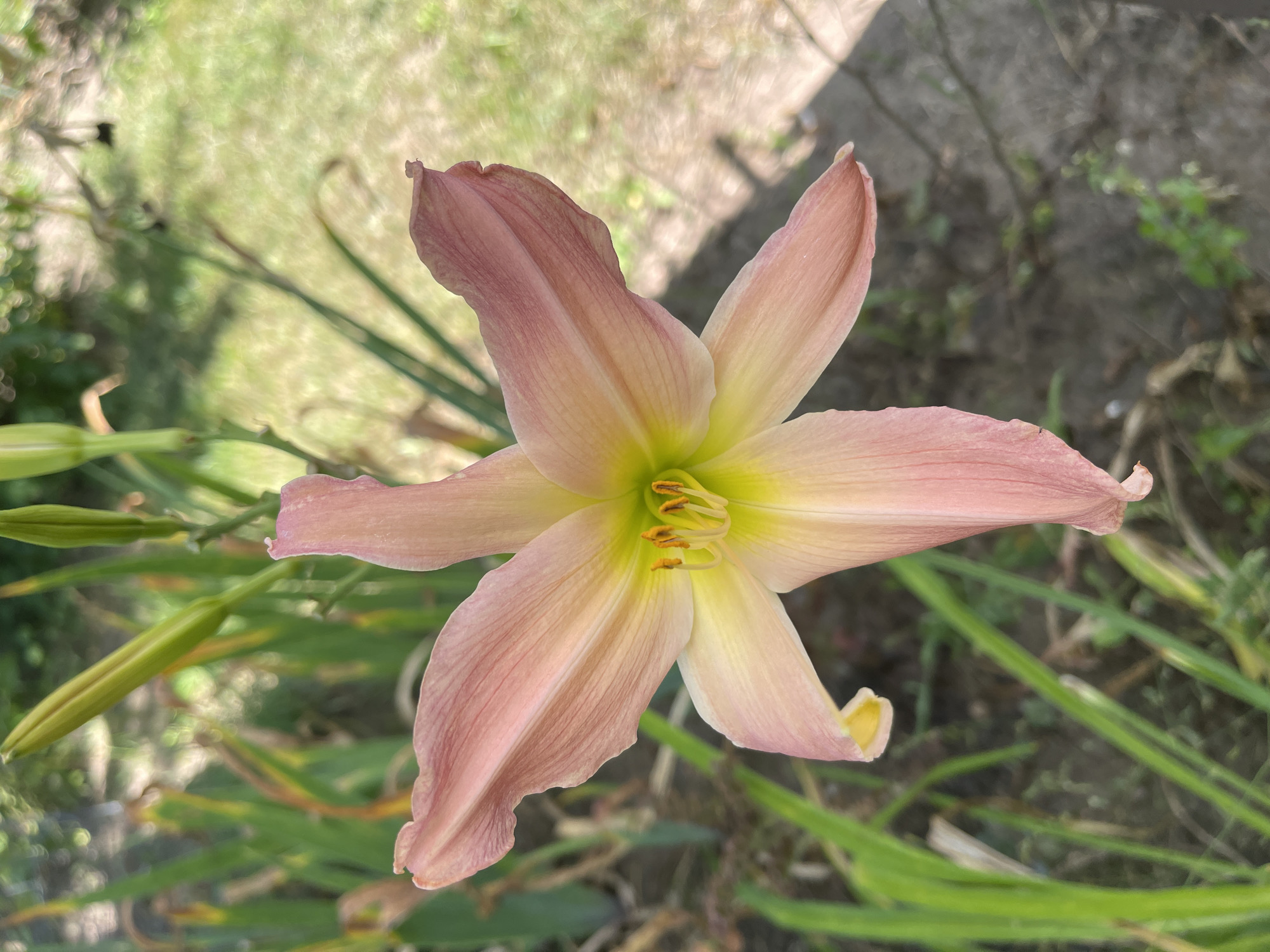 A close-up, eye-level shot captures a singular, delicate pink lily in full bloom, dominating the foreground. The flower's six petals, tinged with a soft yellow at their base, are slightly curled and textured, showcasing a fine network of veins. At the center of the bloom, bright yellow stamen tipped with orange pollen stand prominently. In the background, out-of-focus greenery and dappled sunlight suggest an outdoor setting, possibly a garden. Several unopened lily buds, a vibrant green, are visible above and to the left of the main flower, hinting at further blooms. The ground beneath is a mix of dark soil and scattered dry leaves. The overall impression is one of natural beauty and the serene atmosphere of a garden in Швабскі сельскі Савет, Belarus, during daylight.