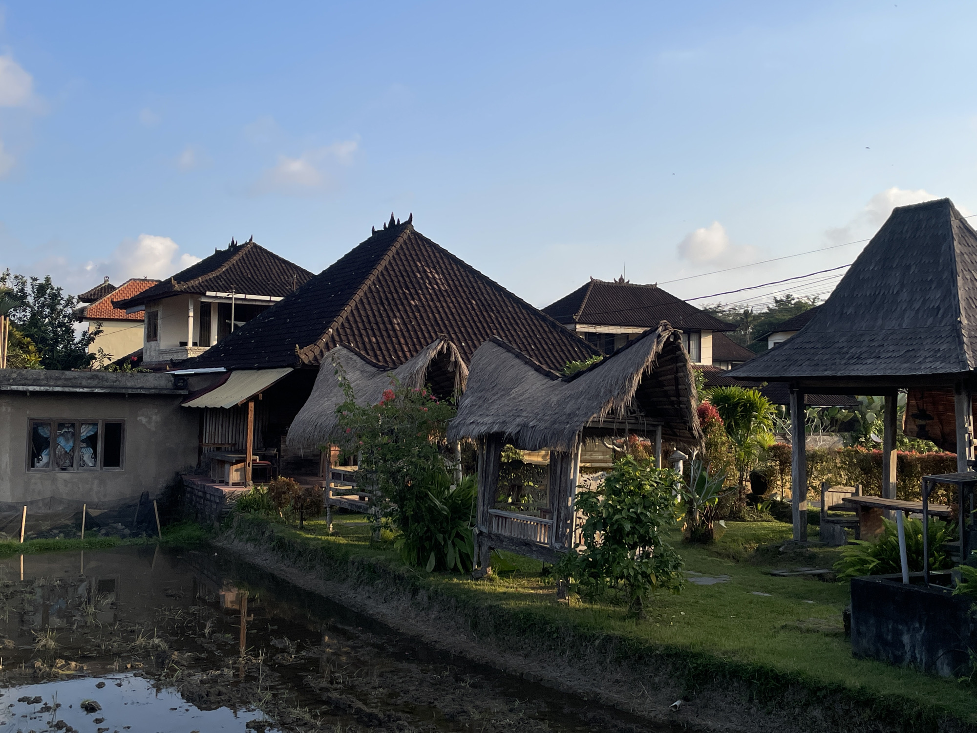 The image presents a serene landscape characteristic of the Ubud District in Indonesia, showcasing traditional architecture amidst lush natural elements. In the foreground, a muddy rice paddy or irrigation canal, reflecting the clear blue sky and distant structures, stretches across the lower part of the frame. Aquatic plants are sparsely visible in the water.
Beyond the water body, a strip of vibrant green grass extends towards several traditional Balinese buildings. Dominating the midground are multiple houses featuring distinctive, steeply pitched roofs covered in dark, possibly clay or slate, tiles. These roofs often have decorative elements along their ridges. One building on the far left has a textured, grey concrete wall with a window displaying patterned curtains or fabric inside. Adjacent to it, smaller, open-air pavilions or gazebos with rustic wooden frames and thick, golden-brown thatched roofs are scattered across the grassy area. One of these pavilions reveals wooden tables and benches within.
The setting is rich with tropical vegetation, including various green plants, small trees, and bushes adorned with bright red or pink flowers, possibly bougainvillea, enhancing the verdant environment. The sky above is a clear, bright blue with a few sparse white clouds, indicative of fine weather. Faint utility lines are visible in the upper right background. The soft lighting suggests either early morning or late afternoon, creating gentle shadows. No specific human activity is depicted, contributing to the tranquil and undisturbed nature of the scene. There is no visible text in the image.