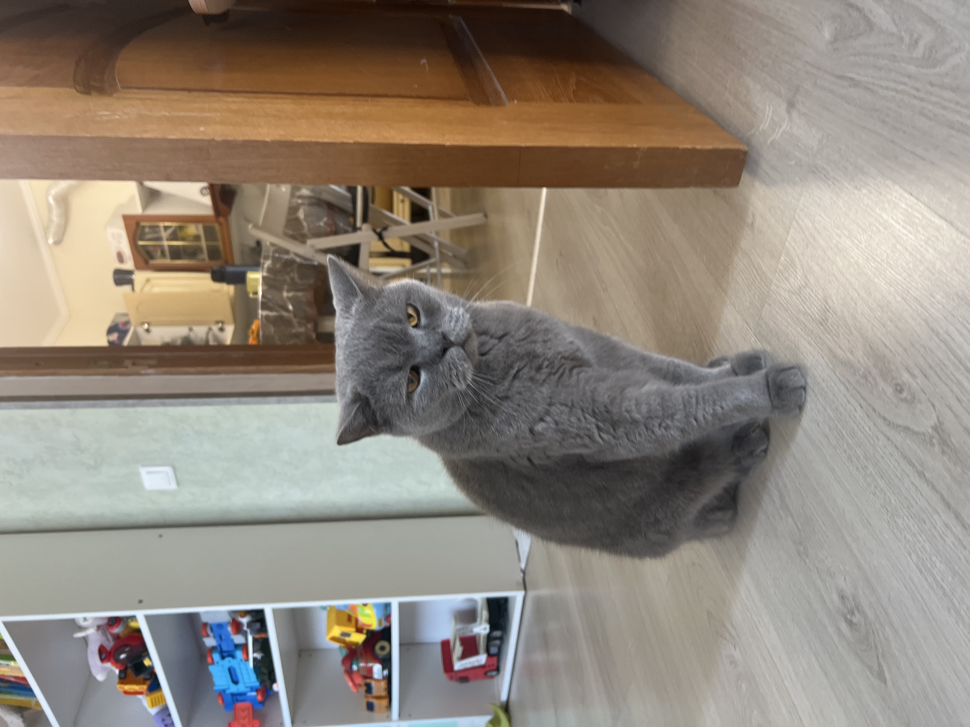 In an indoor residential setting in Sochi, Russia, a grey British Shorthair cat with amber eyes is centrally positioned, sitting upright on a light-toned wooden laminate floor. The cat's gaze is directed towards the viewer, with its eyes slightly narrowed. To the left, a white shelving unit holds an assortment of colorful children's toys, including various plastic trucks in red, yellow, and blue. A light green wall occupies the middle-right background, featuring a white rectangular light switch. A dark wooden door frame, partially open on the right, reveals a glimpse into an adjacent room. Through the doorway, a kitchen or dining area is visible, featuring light-colored upper cabinets, a table covered with a patterned tablecloth, and white folding chairs. A dark thermos and a yellow cup are discernible on a surface in the background kitchen. White scratches are present on the wooden floor near the base of the right door frame.