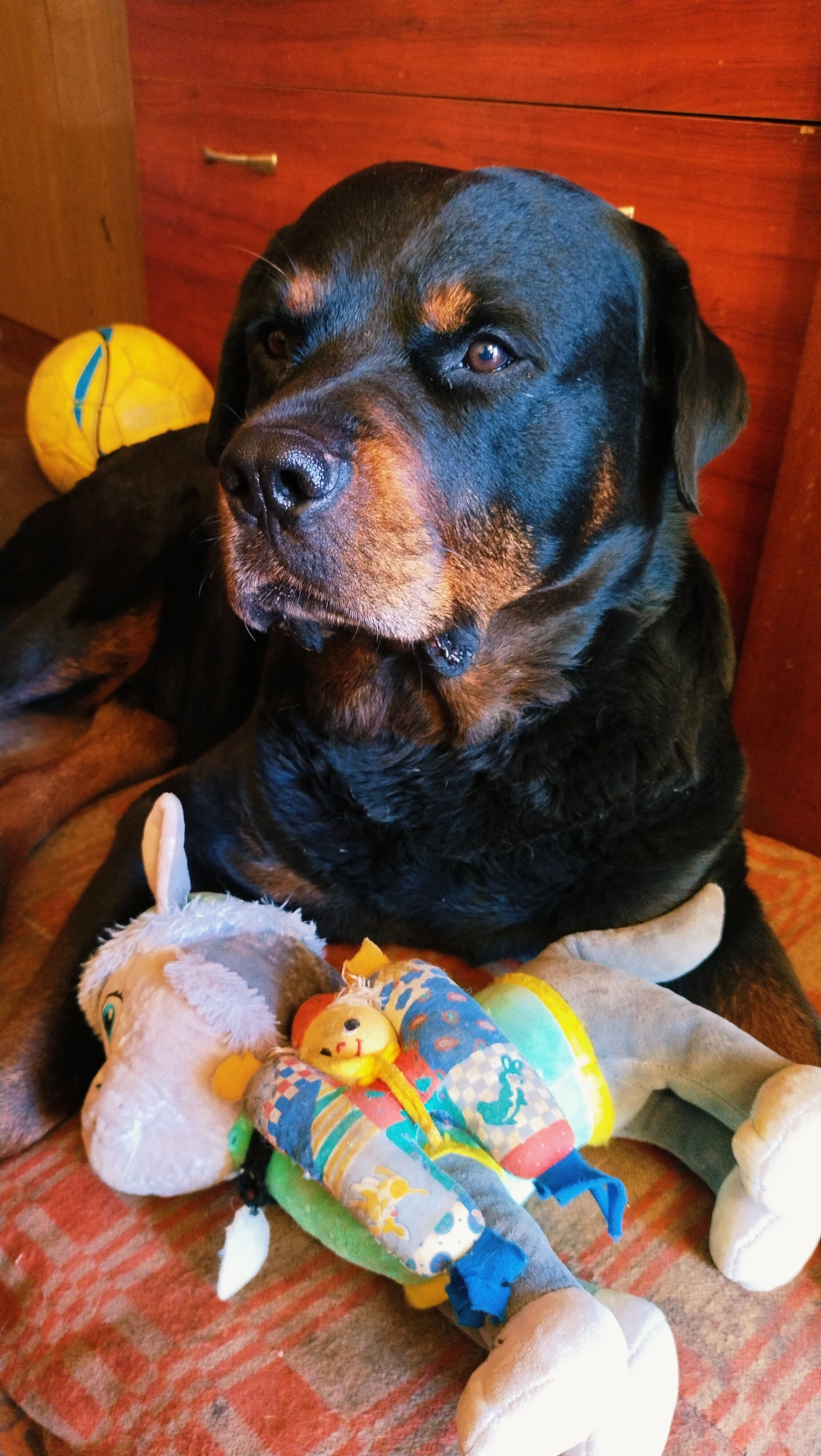 In Horishni Plavni, Ukraine, a large Rottweiler dog lies on a patterned blanket, resting its head near several stuffed toys. A yellow and blue ball is visible in the background. The dog appears calm and relaxed. The environment suggests an indoor setting, possibly a home.