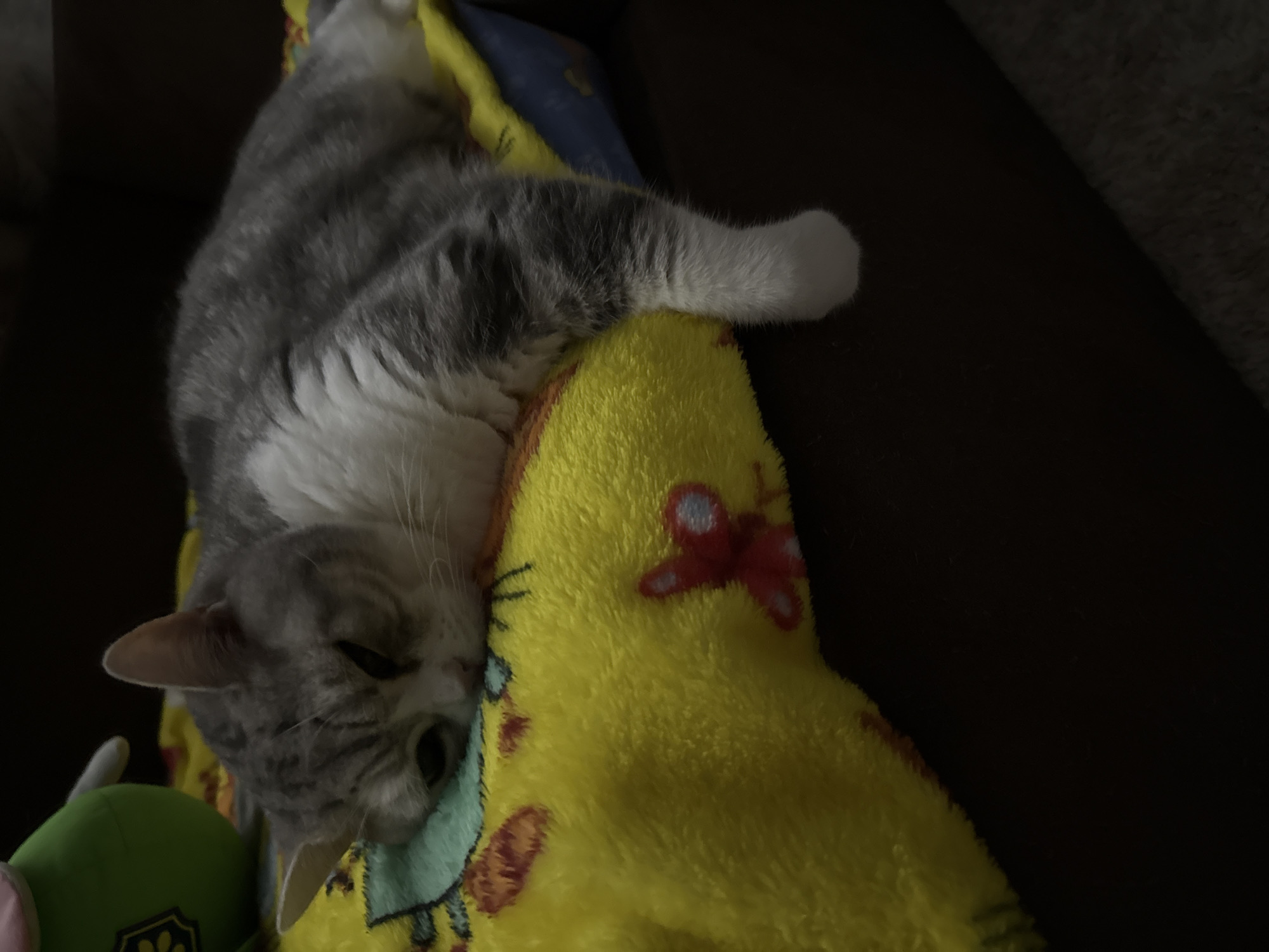 A gray and white cat is sleeping on a yellow blanket with a blue patterned edge. A green plush toy is visible next to the cat's head. The background is dark, suggesting the scene is indoors and possibly at night. The cat appears relaxed and comfortable. There's no indication of the location being Chaikovsky, Russia.