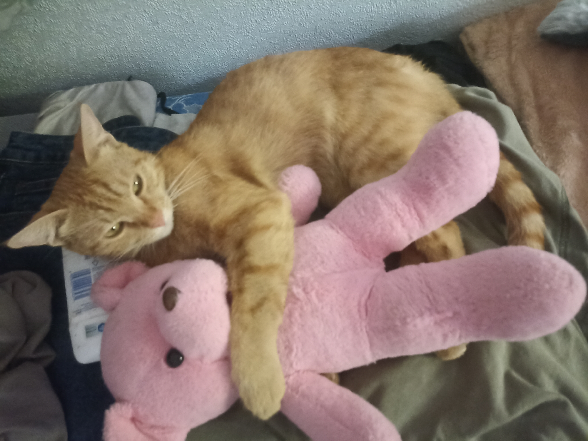 An orange tabby cat is lying on its back, embracing a pink stuffed bear. The cat is positioned with its head towards the left and its body extended towards the right, resting its paws on the bear. The bear appears to be a medium-sized stuffed animal with button eyes and a black nose. The scene takes place indoors, with various fabrics and clothing items visible in the background, including what appears to be denim and other soft materials. The lighting suggests an indoor setting, possibly a bedroom or living area. The overall impression is one of comfort and playfulness. This image does not provide any information about the location in Osh City, Kyrgyzstan.