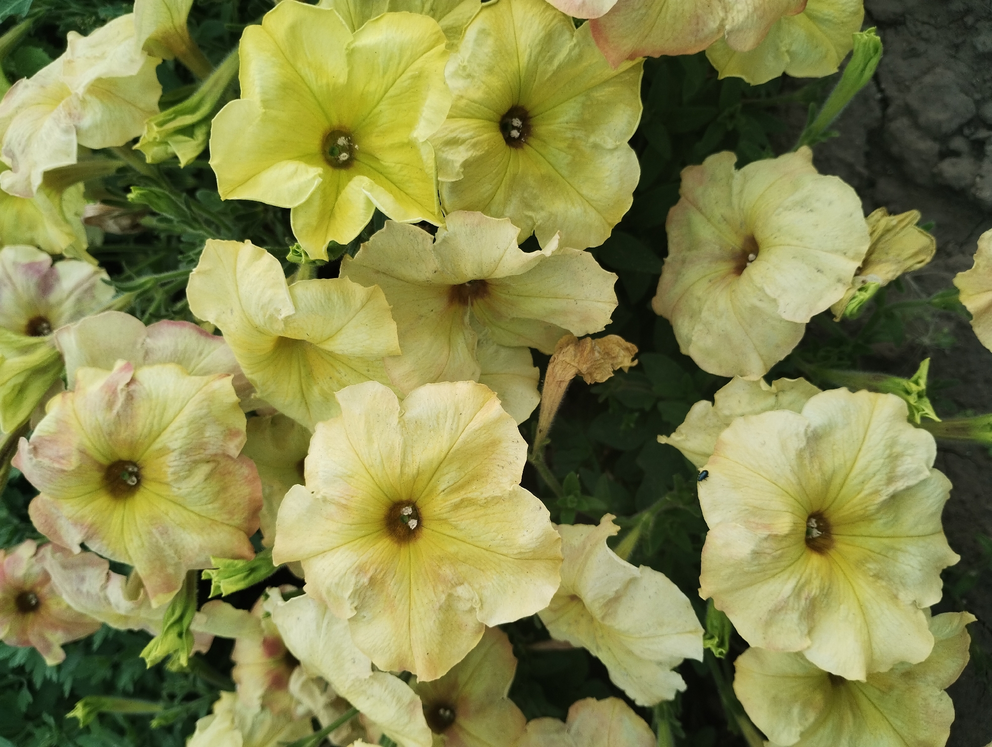 This is a close-up, overhead shot of a cluster of pale yellow petunias in bloom. The flowers are the primary subjects, filling the frame. Their trumpet-shaped petals are delicate and slightly ruffled, with darker centers. Some petals show hints of pink or blush, suggesting variation in color or possibly fading. Green foliage and stems are visible between the flowers, creating a lush backdrop. A few dried, brown petals are also interspersed among the blooms, adding to the naturalistic feel. The lighting suggests it is daytime, possibly mid-morning or afternoon, with no harsh shadows indicating direct midday sun. The texture of the petals and the subtle variations in their color are notable details. There are no people or specific objects present beyond the flowers and their foliage. The scene appears to be outdoors, likely in a garden or park, given the natural setting of the flowers. The location context is Sumy, Ukraine, which provides a geographical clue for the environment where these flowers are growing. No text is visible in the image.