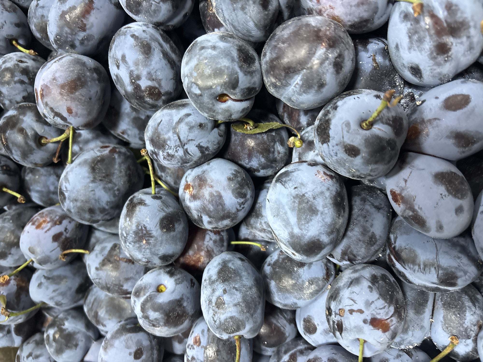 This is a close-up, top-down, full-frame photograph of a large pile of fresh, dark purple plums. The plums are oval-shaped and have a dusty, matte appearance with some reflective highlights, indicating they may be naturally coated with bloom or slightly wet. Some of the plums show subtle variations in color, with patches of deeper purple or reddish-brown. Several short, thin, light-brown stems are visible, attached to some of the plums. The image is tightly cropped, filling the frame with the fruit, and there is no discernible background or environmental context. The image does not depict any specific location in Zvenigorod, Russia, nor does it include any people or actions.