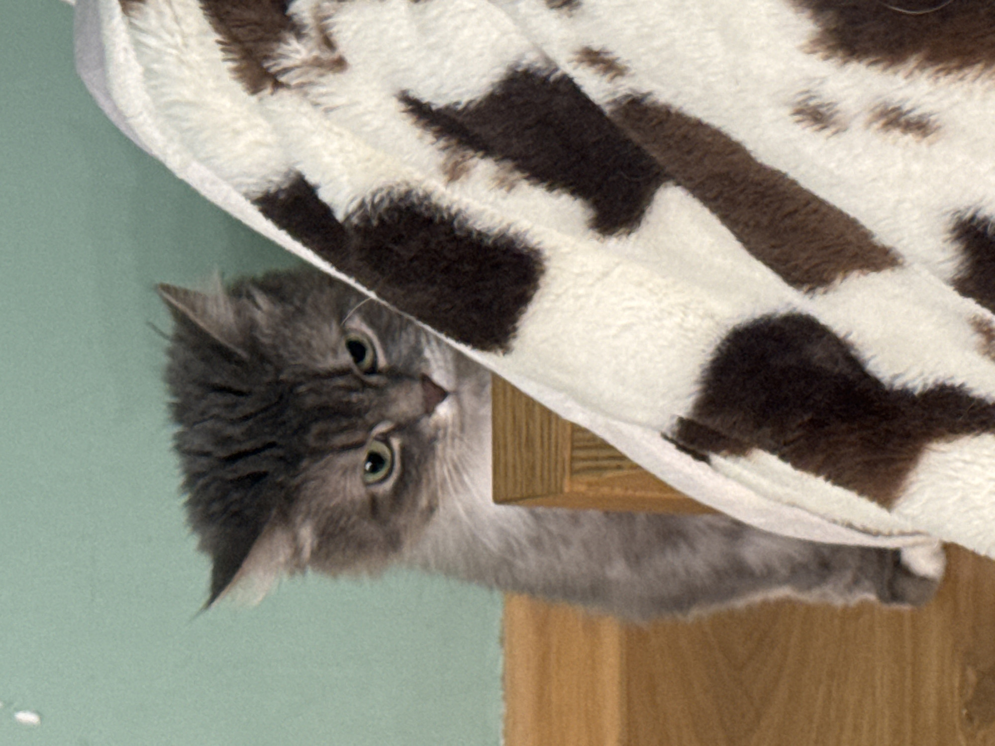 A gray, long-haired cat with green eyes peers out from underneath a brown and white cow-print blanket. The cat is partially obscured by a light-colored wooden post. The background is a pale green wall.