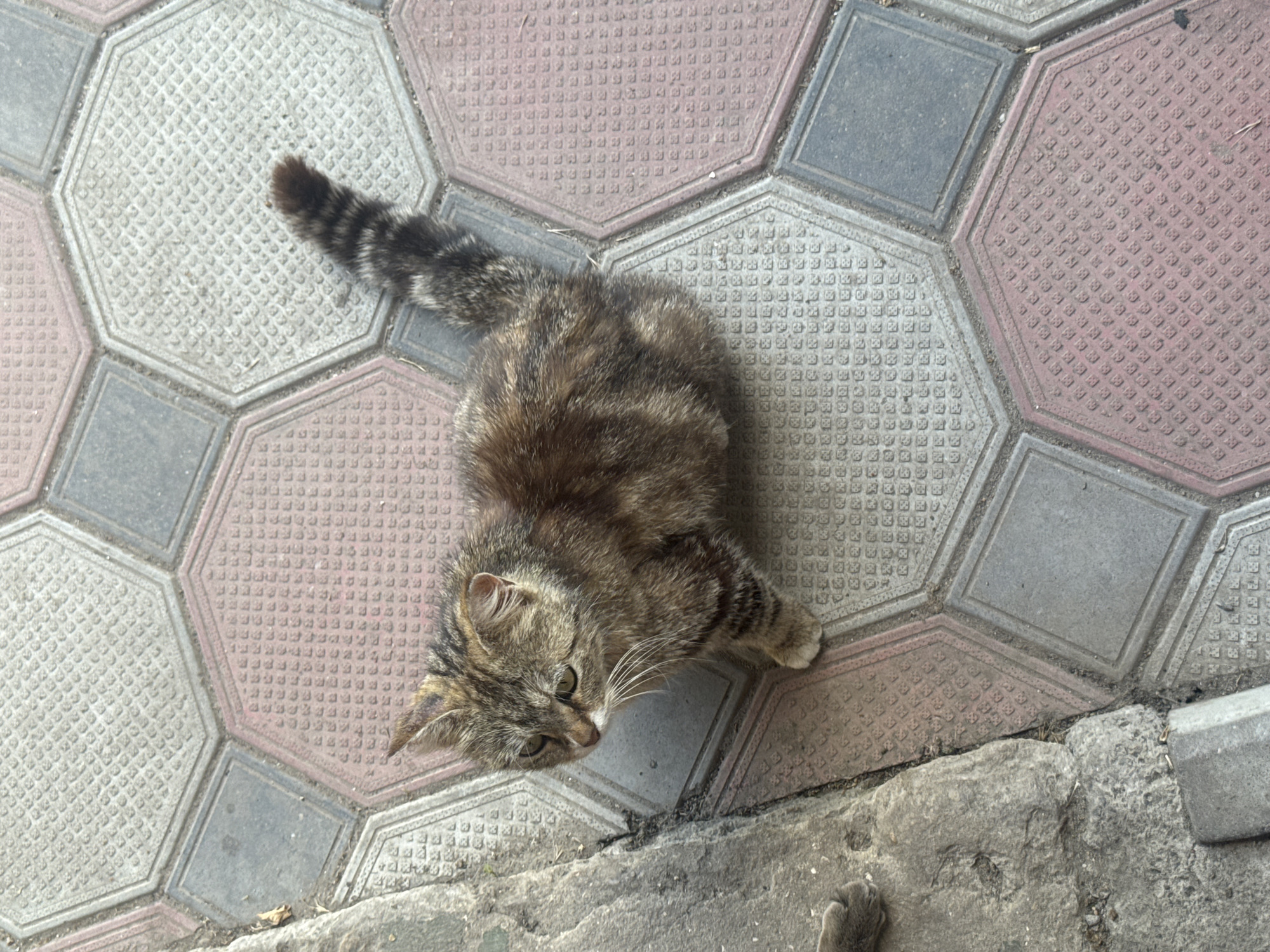 A tabby cat with brown, black, and white fur is lying on a patterned pavement composed of hexagonal and square tiles in various shades of pink and gray. The cat is facing the left side of the frame, with its head slightly lowered and its gaze directed downward. Its tail, striped with darker bands, is curled up behind its body. One of its front paws is extended slightly forward. The pavement has a textured surface with small, raised squares. A rougher, gray concrete area is visible in the lower portion of the image, with a curved edge suggesting a curb or planter. Another cat's paw, a lighter gray, is visible in the lower right corner of the frame, partially obscured by the concrete. The scene appears to be outdoors, possibly on a sidewalk or patio, on a bright day, given the lighting and shadows. The overall impression is one of a quiet moment of rest for the cat. There is no visible text in the image.