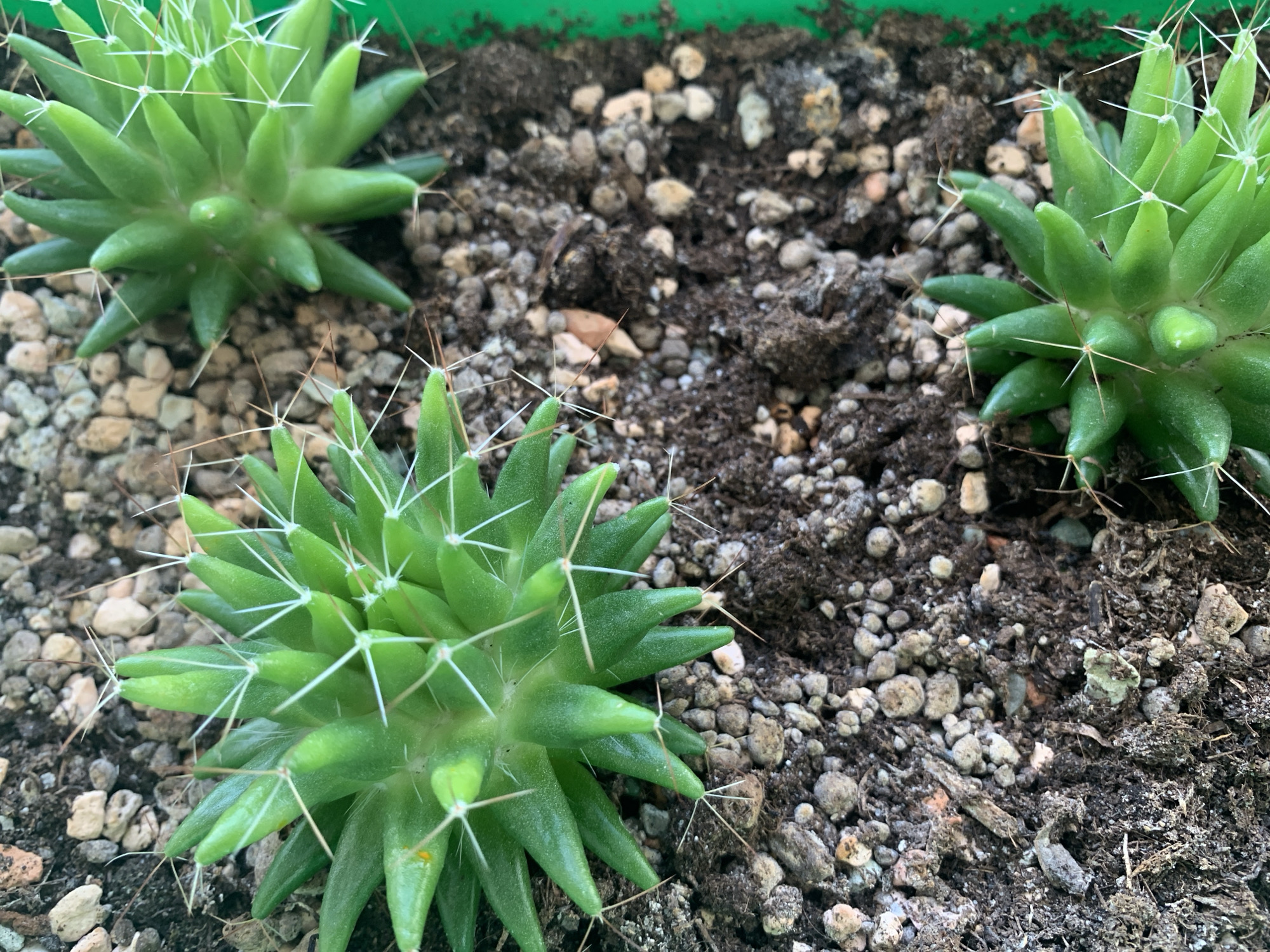 The image displays a close-up, overhead view of several small, green cacti planted in a pot filled with soil and small pebbles. The cacti have prominent white spines. The pot is partially visible on the right side and appears to be green plastic. The soil is dark and appears to be a mixture of organic matter and granular material. The lighting suggests an outdoor or well-lit indoor environment. There are no people or animals present in the image. The scene is static and appears to be a still life arrangement of potted plants. The image does not provide any information that would allow for the determination of its location in the city of Chaikovsky, Russia.