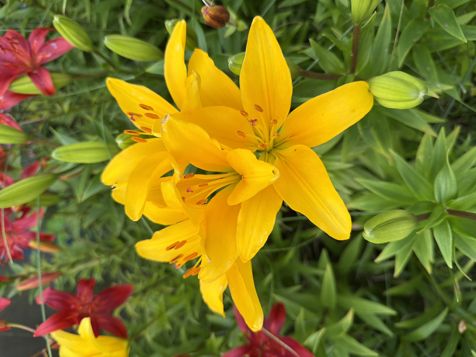 The image shows a close-up of vibrant yellow lily flowers in bloom, with some red lilies and green buds visible in the background. The flowers have delicate petals with prominent orange stamens. The surrounding foliage is lush and green, suggesting a garden setting. The lighting is natural, creating soft shadows and highlighting the textures of the petals. The scene appears to be outdoors, possibly in a park or backyard. The location is identified as Boyarka, Russia.