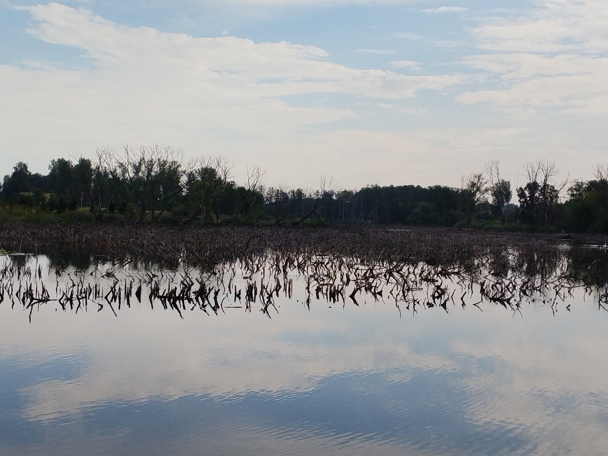 The image depicts a serene natural landscape. In the foreground, a calm body of water reflects the sky and surrounding environment. The water's surface is smooth, with subtle ripples disturbing the reflection of the clouds. The middle ground is dominated by a dense growth of submerged, dark-colored branches and reeds, creating a stark contrast with the water. Beyond this, a lush green forest borders the water, with a variety of trees, some of which appear to be bare or with sparse foliage. The sky above is a pale blue, with scattered white clouds. The overall impression is one of tranquility and natural beauty.