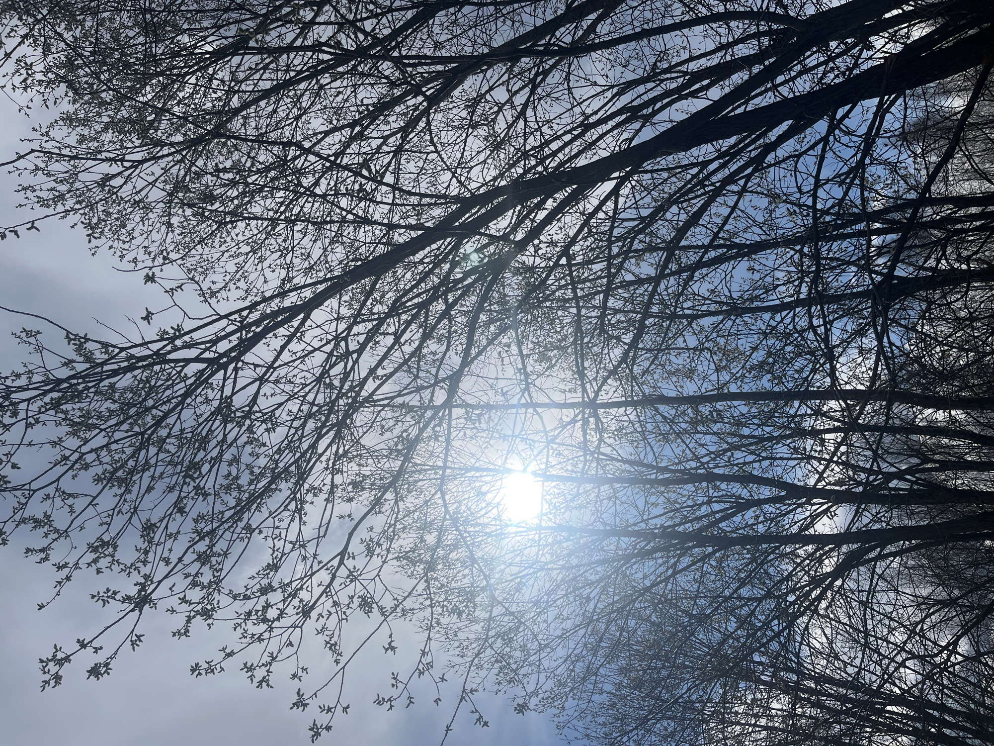 The image presents a view looking upwards through a dense network of bare tree branches silhouetted against a partly cloudy sky. The sun is visible through the branches, creating a bright glare. The trees have some small buds, suggesting early spring. The location is Opalevo, Russia. No people or other specific objects are identifiable. The environment appears to be a wooded area or park.