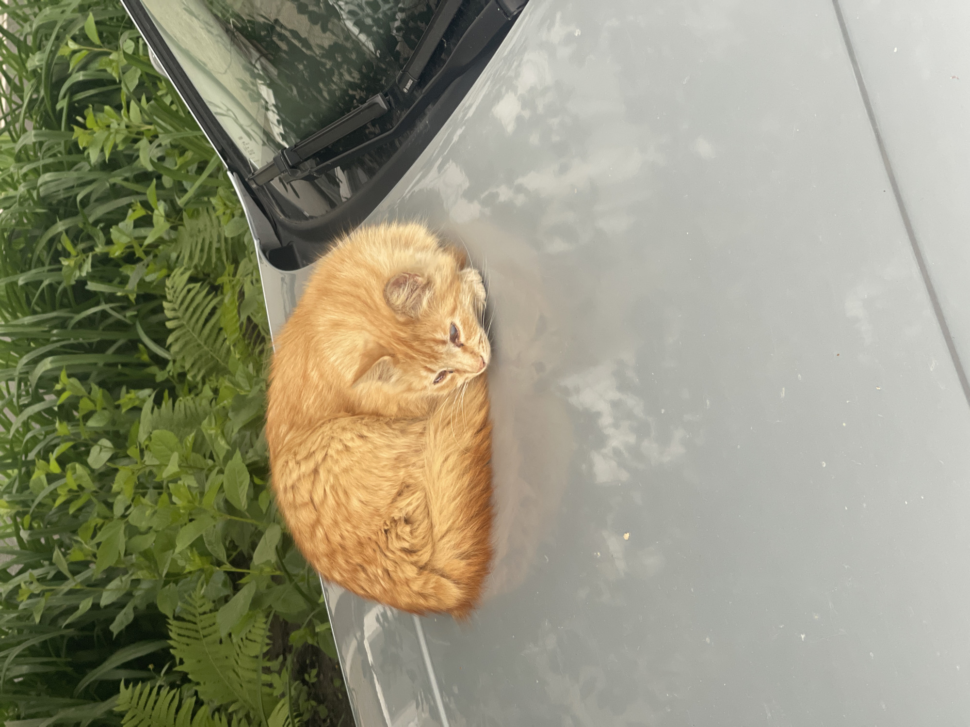 A fluffy, ginger-orange cat is captured resting peacefully, curled up on the light grey hood of a car. The cat's head is tucked into its body, with its eyes partially open, facing towards the right side of the frame. Its fur appears thick and soft.
The car's windshield and black wipers are visible behind the cat. On one of the windshield wipers, the brand name "BOSCH" is faintly discernible. Beyond the car, a lush and dense background of vibrant green foliage, including various plants, bushes, and ferns, dominates the left side of the image. This suggests an outdoor setting, possibly a garden, park, or a verdant roadside area.
The lighting indicates daytime, with soft, diffused reflections on the car's surface, hinting at either an overcast sky or shaded conditions. Small specks of dust or debris are scattered across the car's hood. The overall scene exudes a calm and comfortable atmosphere, with the cat appearing content in its resting place. This scene takes place outdoors in Poltava, Ukraine.