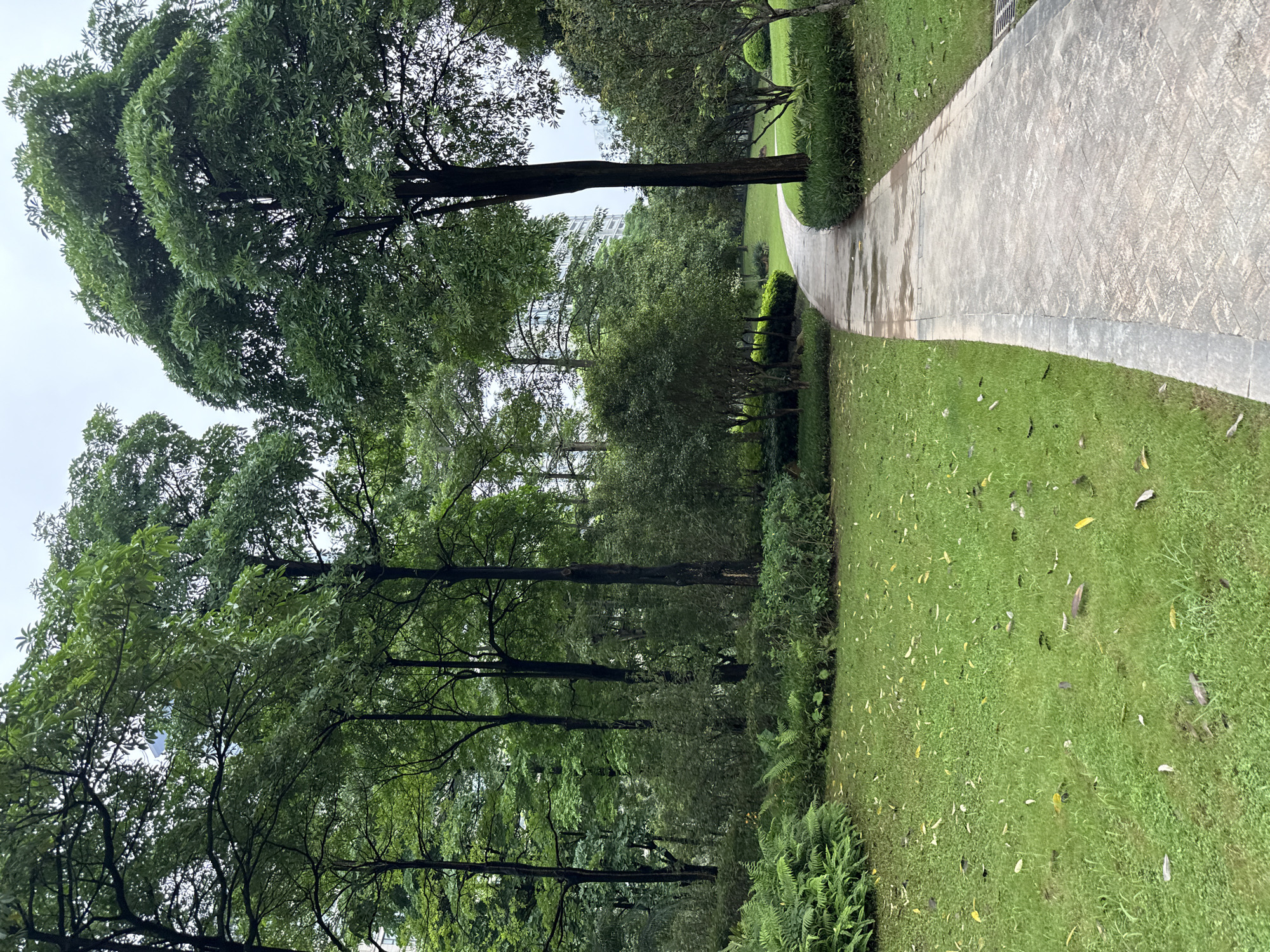The image depicts a paved pathway winding through a lush green park in Haizhu District, China. The pathway, made of light-colored rectangular stones, curves to the right, with a neatly manicured lawn flanking its left side. Fallen yellow and brown leaves are scattered across the grass. To the left of the path, a dense cluster of ferns and other green foliage creates a verdant border. Further into the park, numerous trees with dark trunks and full, green canopies dominate the landscape, their branches forming a dense overhead cover. In the background, a tall, modern building with visible windows is partially obscured by the trees, suggesting an urban setting. The sky is overcast and a pale gray. The scene appears to be a well-maintained public park, possibly after a rain, as evidenced by some damp patches on the pathway. There are no people or animals visible in the image.