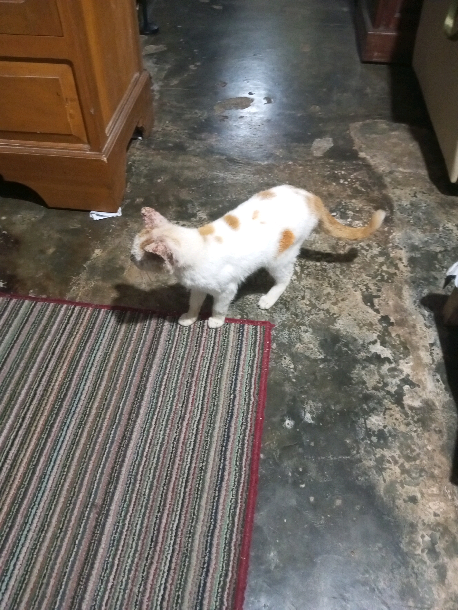 In a dimly lit interior, likely a room in Andongsili, Indonesia, a short-haired domestic cat with white and orange patches stands on a multi-colored striped rug. The cat is positioned facing left, with its tail raised. The rug is bordered by a dark red edge. The floor around the rug is made of concrete, showing signs of wear and staining. To the left of the rug, a portion of a wooden cabinet with drawers is visible. The cabinet appears to be made of dark wood and has a smooth finish. The overall environment suggests a simple, lived-in domestic space.