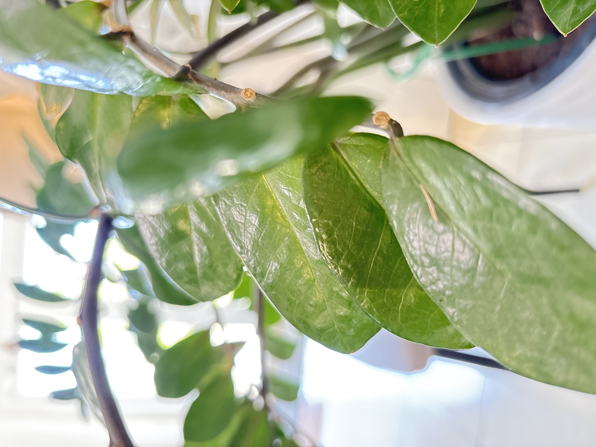 The media file is a close-up photograph of a Zamioculcas zamiifolia (ZZ plant). The image focuses on the glossy, deep green leaves and the sturdy, brown stems. The leaves are arranged in a staggered pattern along the stems, with some appearing brighter due to light reflection. Small, bulbous nodes are visible on the stems where new growth may emerge.
The background is softly blurred, suggesting a shallow depth of field. Hints of a white pot and darker soil are visible at the top right, indicating the plant is potted. The lighting appears to be natural, with bright highlights on the leaves suggesting sunlight or bright indoor lighting. The overall impression is one of a healthy, well-maintained houseplant. There is no discernible activity or event taking place, as the image is a still life study of the plant's form and texture. No text is visible in the image. The setting is likely an indoor environment, given the presence of a potted plant and the soft, diffused lighting.