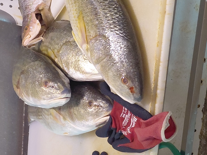 This image presents a close-up view of six whole, unprocessed fish resting on an off-white, discolored cutting surface, located in Cutler Bay, United States of America. The fish, primarily yellowish-silver in hue with visible scales, are arranged in a loose pile. Four fish are oriented with their heads towards the upper left quadrant of the frame. A fifth fish, partially visible on the far right, displays an agape mouth with exposed gill structures. The fish in the immediate foreground exhibits a small red mark or blood near its anterior nostril area. To the left of the fish, a crumpled pair of red and black "Miller" brand work gloves, marked "CUT LEVEL 1", is situated on the cutting surface. The background consists of a dark, indeterminate vertical plane. A green hose or cable is partially visible along the far left edge of the frame. No individuals are present in the depiction.