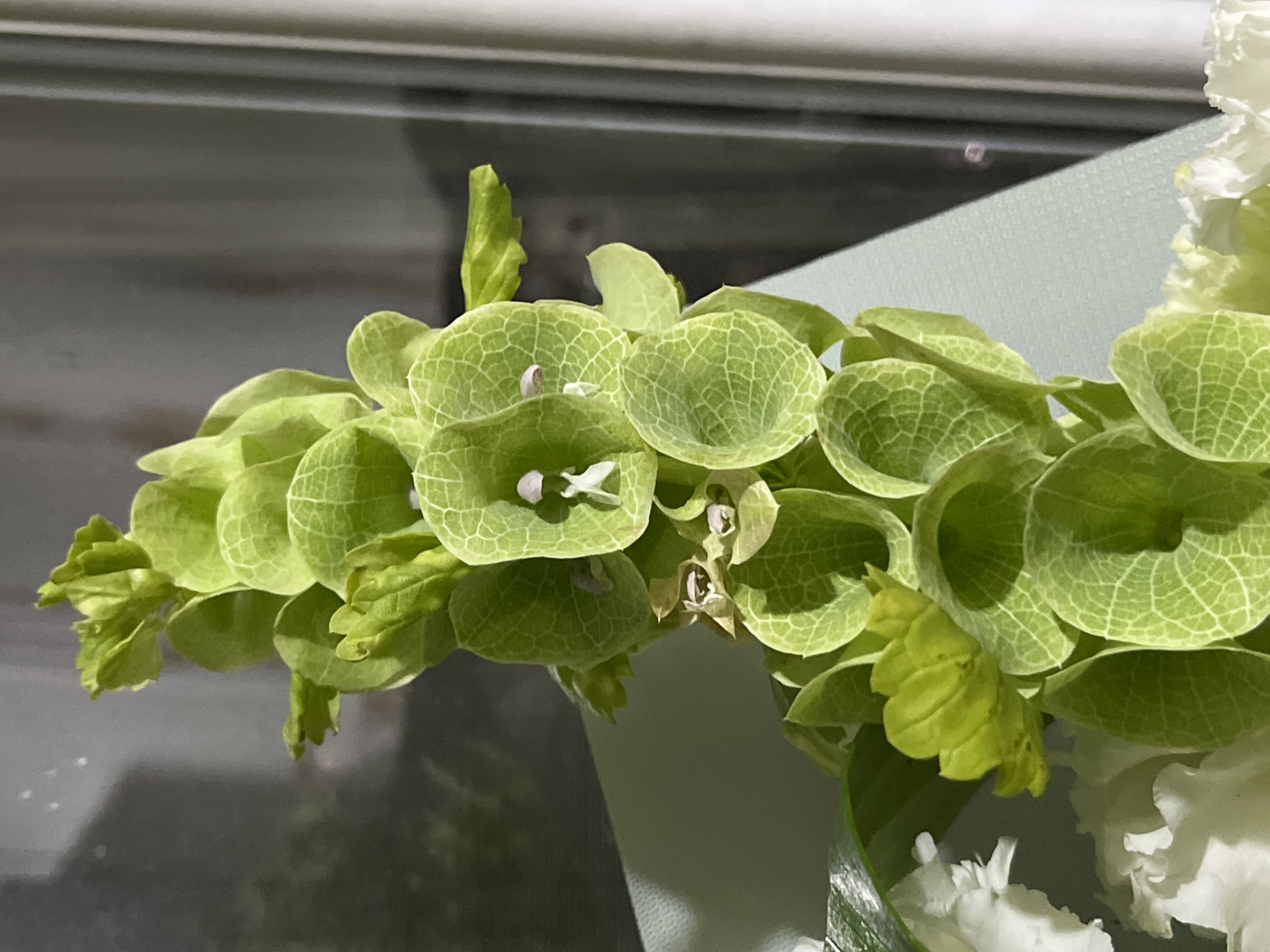 A close-up, eye-level shot focuses on a vibrant green flowering plant, likely part of a floral arrangement. The plant features numerous bell-shaped or inflated green bracts, each intricately veined with lighter green lines, creating a delicate, almost lace-like pattern. The bracts are arranged in a vertical cluster, with some opening to reveal tiny, pale pink stamen and white pistils inside. There are also smaller, tightly furled green buds at the top of the stalk. In the foreground and lower left of the image, glimpses of white, ruffled flowers, possibly lisianthus or roses, are visible, suggesting a mixed bouquet. The background is softly blurred, showing a diagonal light-colored surface on the left, and vertical gray and white stripes on the right, possibly indicating a window or blinds. The lighting suggests a natural light source, casting gentle shadows and highlighting the textures of the petals and bracts. The image does not contain any discernible elements that would indicate its location in Dnipro, Ukraine, or any other specific city. There are no people, actions, or interactions depicted.