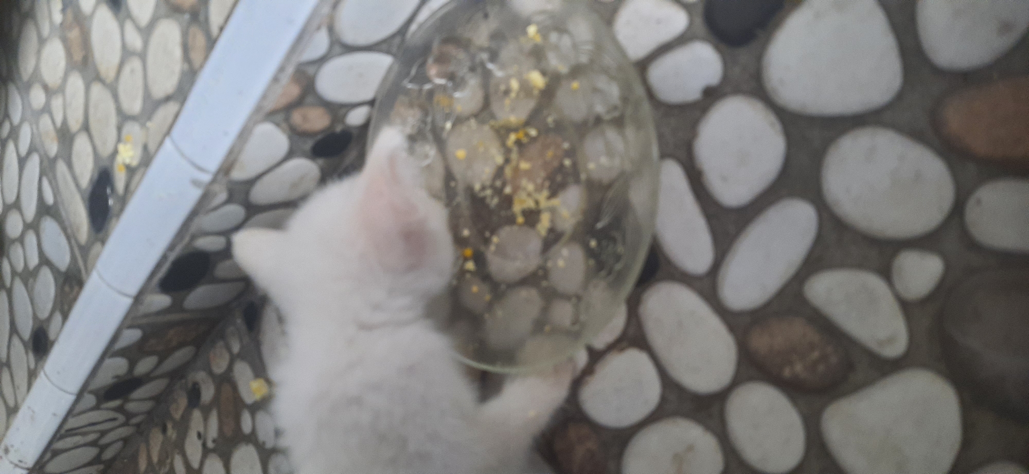 A blurry, close-up, eye-level shot shows a white kitten with its head lowered into a glass bowl of water. The kitten is partially obscured by the bowl, and its face is not clearly visible. The bowl is filled with water and appears to contain small, light-colored objects that could be ice cubes or food. The kitten is positioned on a tiled surface with a pattern of smooth, oval-shaped stones in varying shades of gray, white, and brown. A white tiled edge runs along the top of the image. The scene is likely outdoors, possibly in a residential area. Without additional context or clearer details, the specific location within Cisauk, Indonesia, cannot be determined.