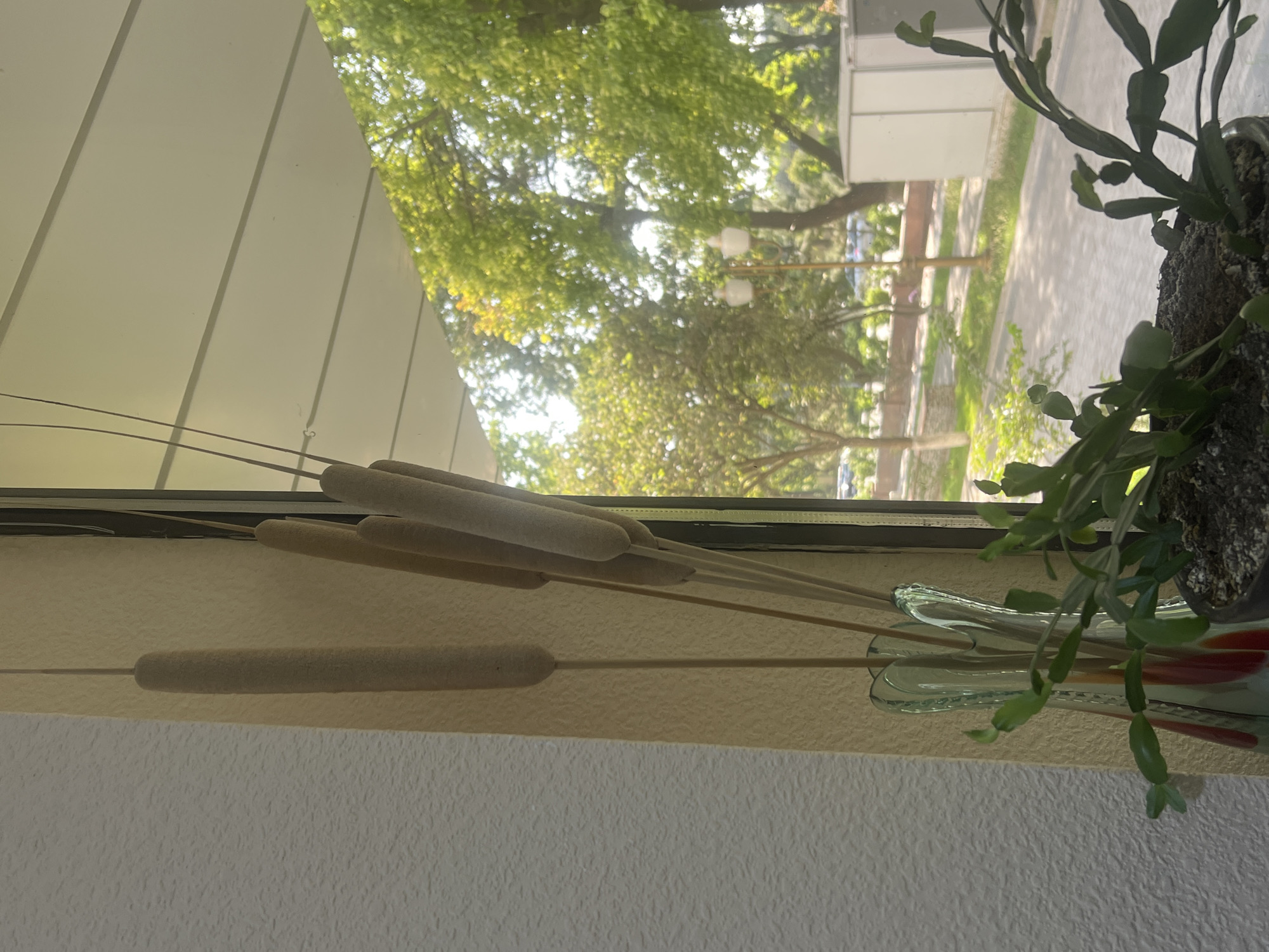 A close-up shot shows several cattails in a vase by a window. The cattails are dried and brown. A green plant sits in a pot in the foreground. Through the window, trees and a sidewalk are visible. The image appears to be taken indoors looking out.