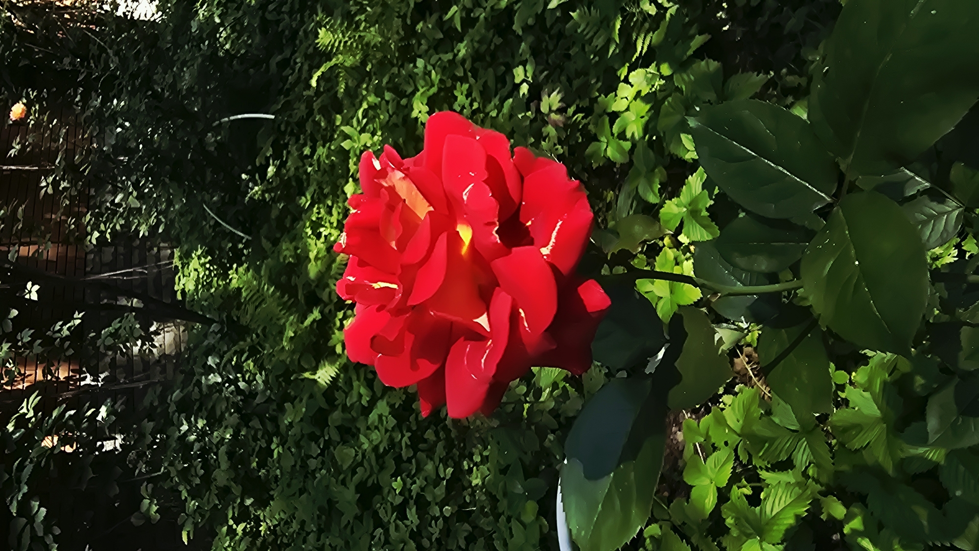 In the city of Il’inskiy, Russia, a single vibrant red rose is in full bloom, its petals unfurling in the sunlight. The rose is positioned in the foreground, a striking contrast to the lush, green foliage that surrounds it. The background consists of a brick wall partially obscured by dense, leafy plants, suggesting a garden or a well-maintained outdoor space. Sunlight dapples the scene, highlighting the texture and form of the rose and casting shadows on the surrounding greenery. The overall impression is one of natural beauty and tranquility.